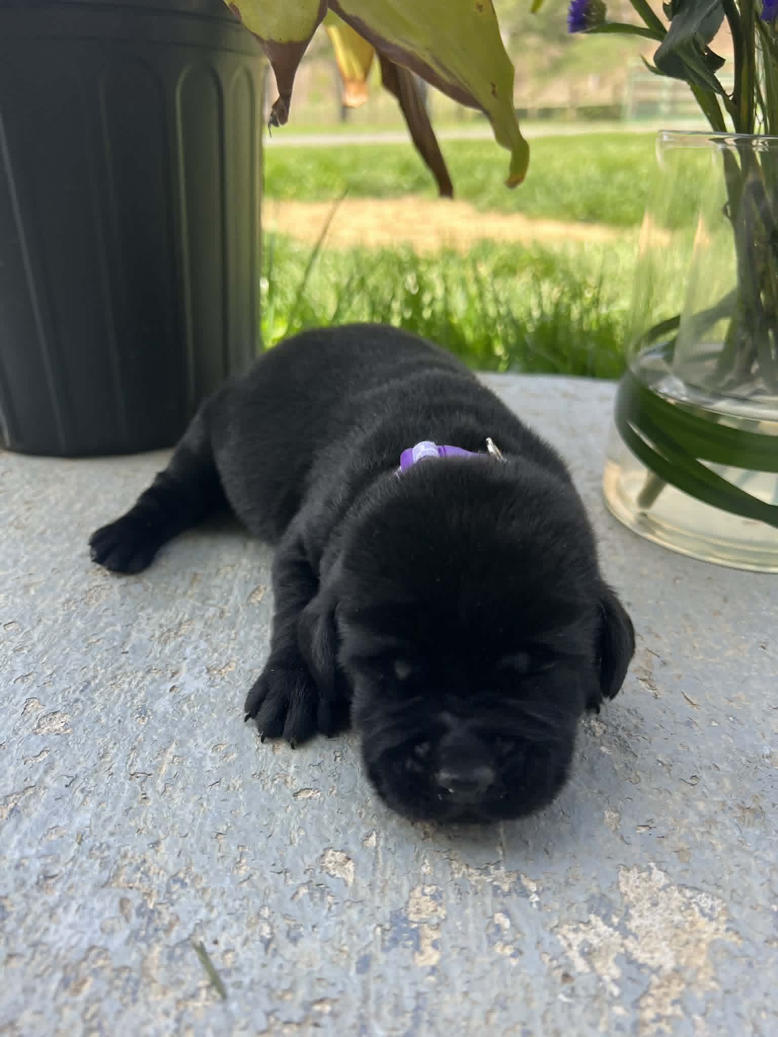 A purebred black Labrador Retriever puppy with a pink curtain and red rose flowers around him.
