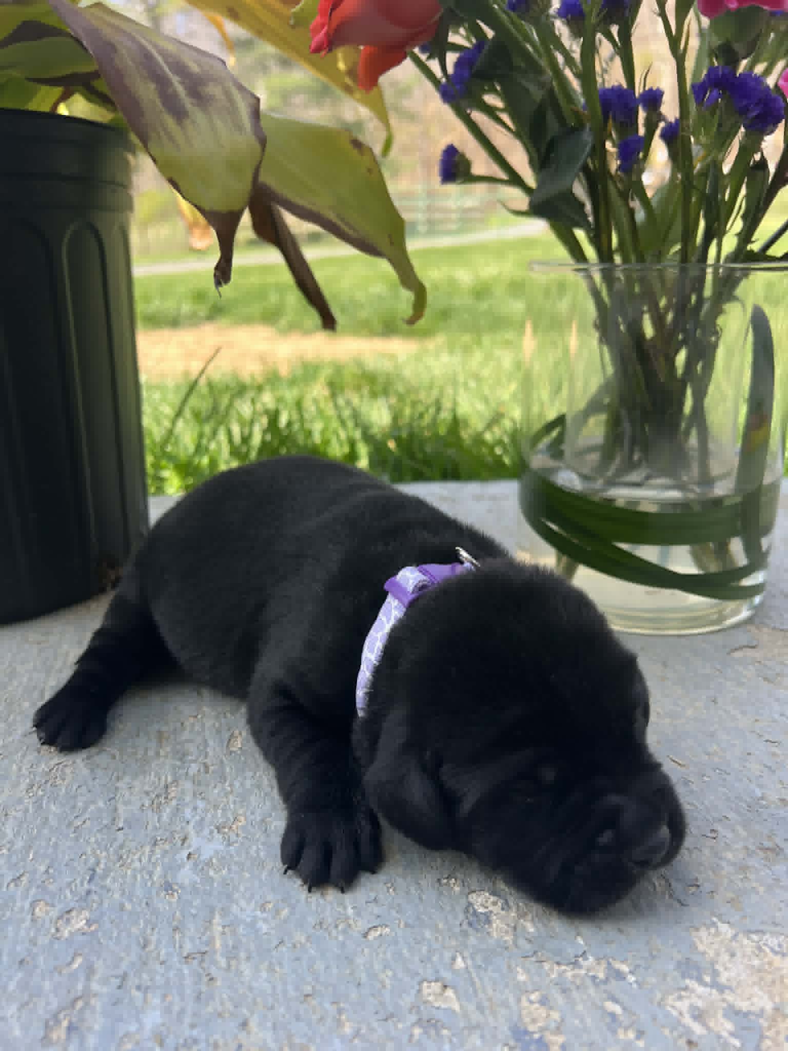 A purebred black Labrador Retriever puppy with a pink curtain and red rose flowers around him.