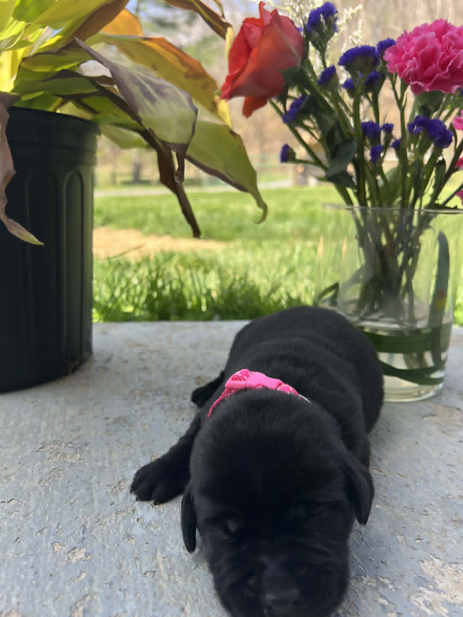 A purebred black Labrador Retriever puppy with a pink curtain and red rose flowers around him.