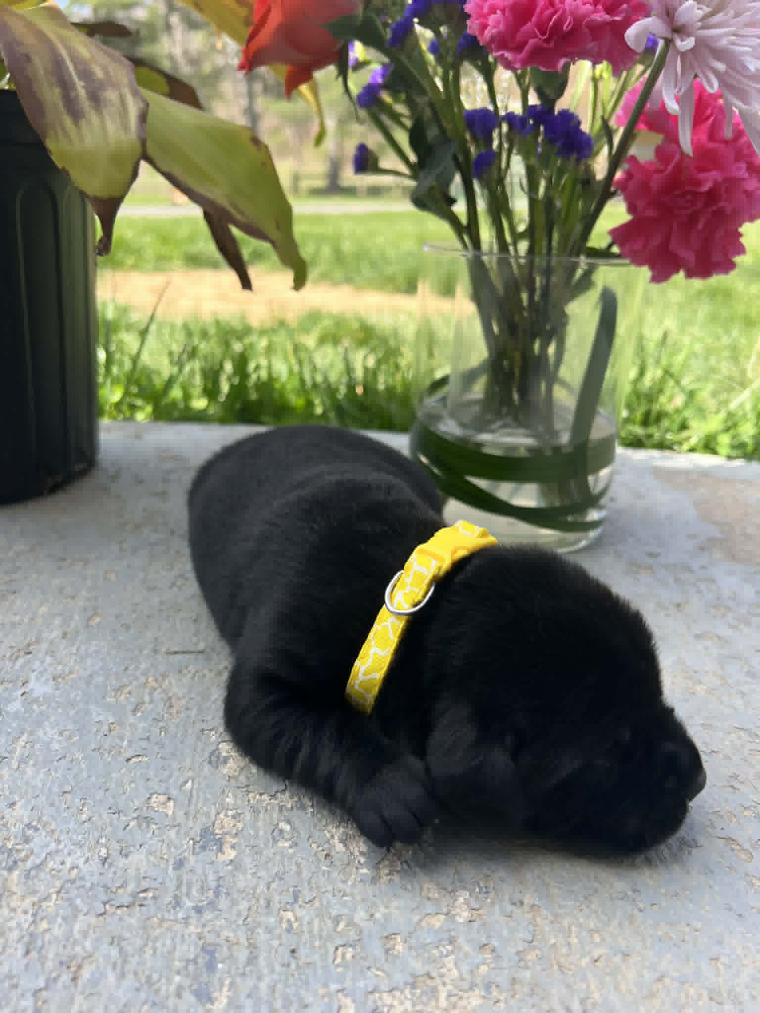 A purebred black Labrador Retriever puppy with a pink curtain and red rose flowers around him.
