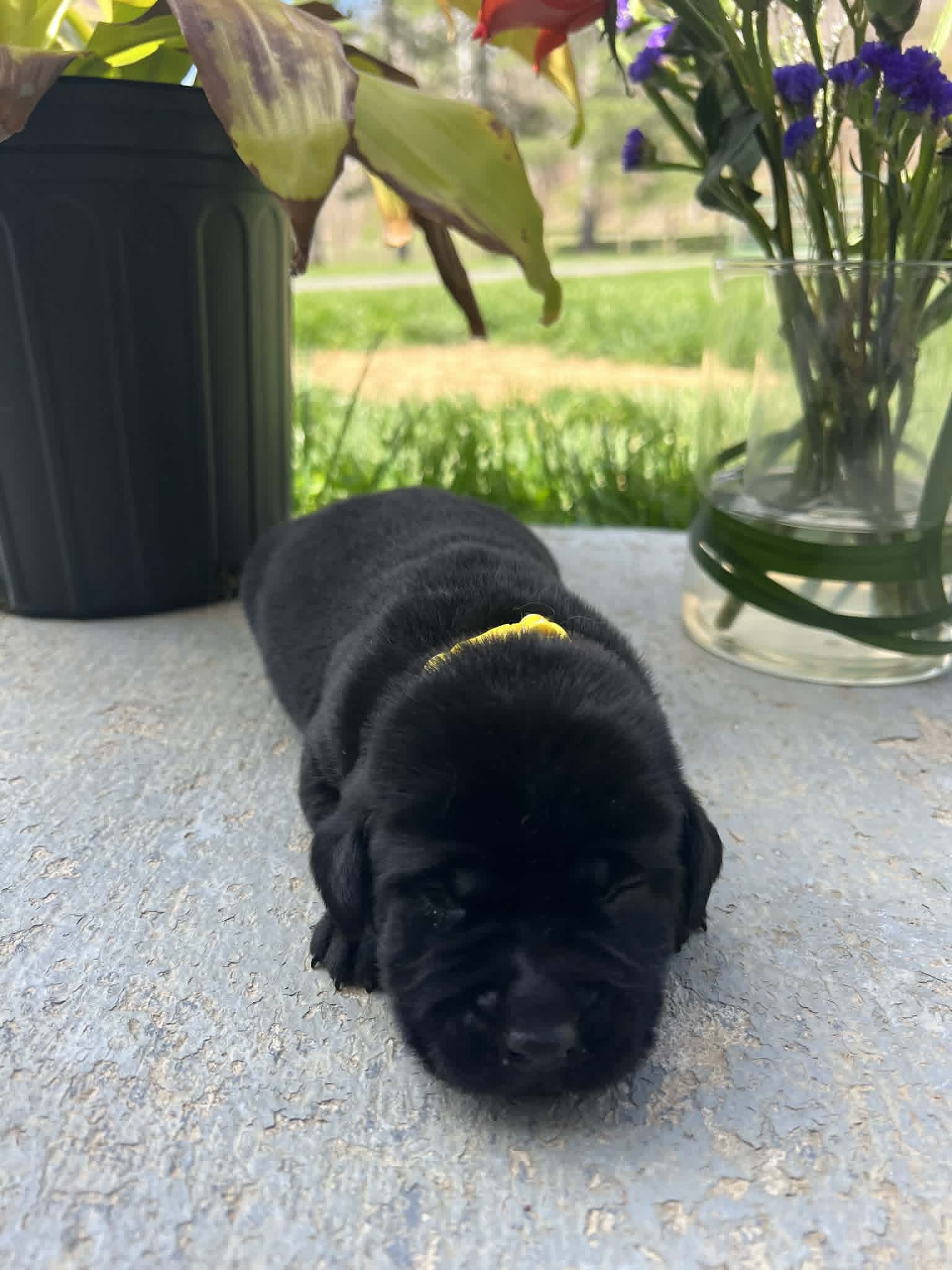 A purebred black Labrador Retriever puppy with a pink curtain and red rose flowers around him.