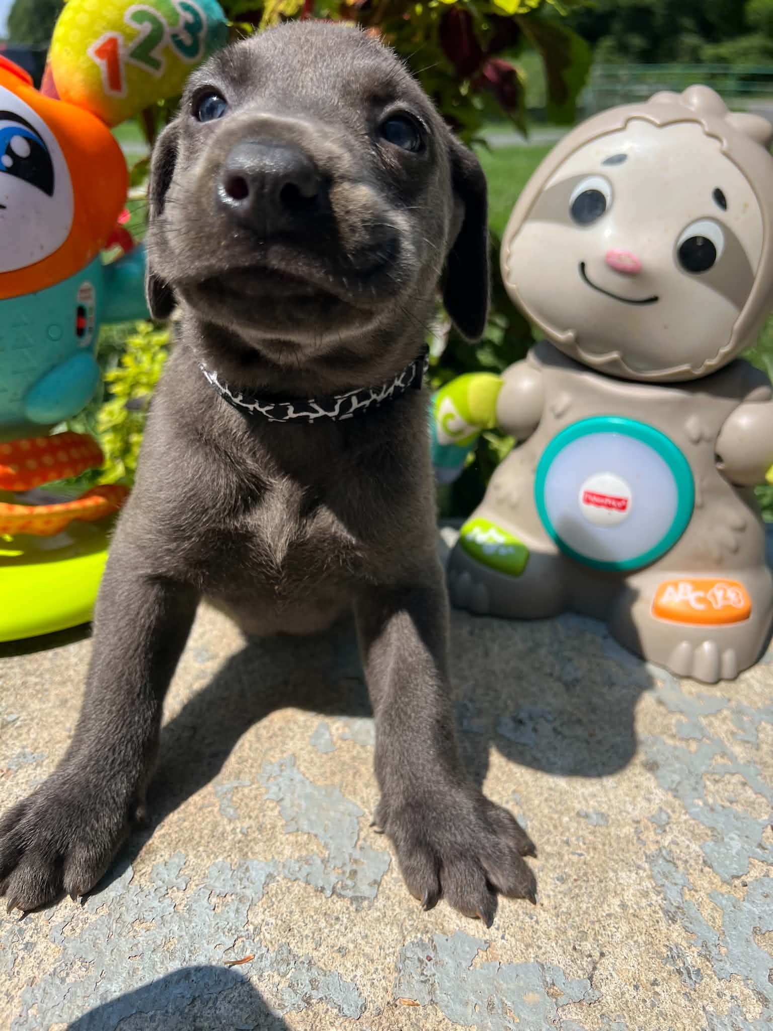 A purebred Labrador Retriever puppy outside in natural daylight.