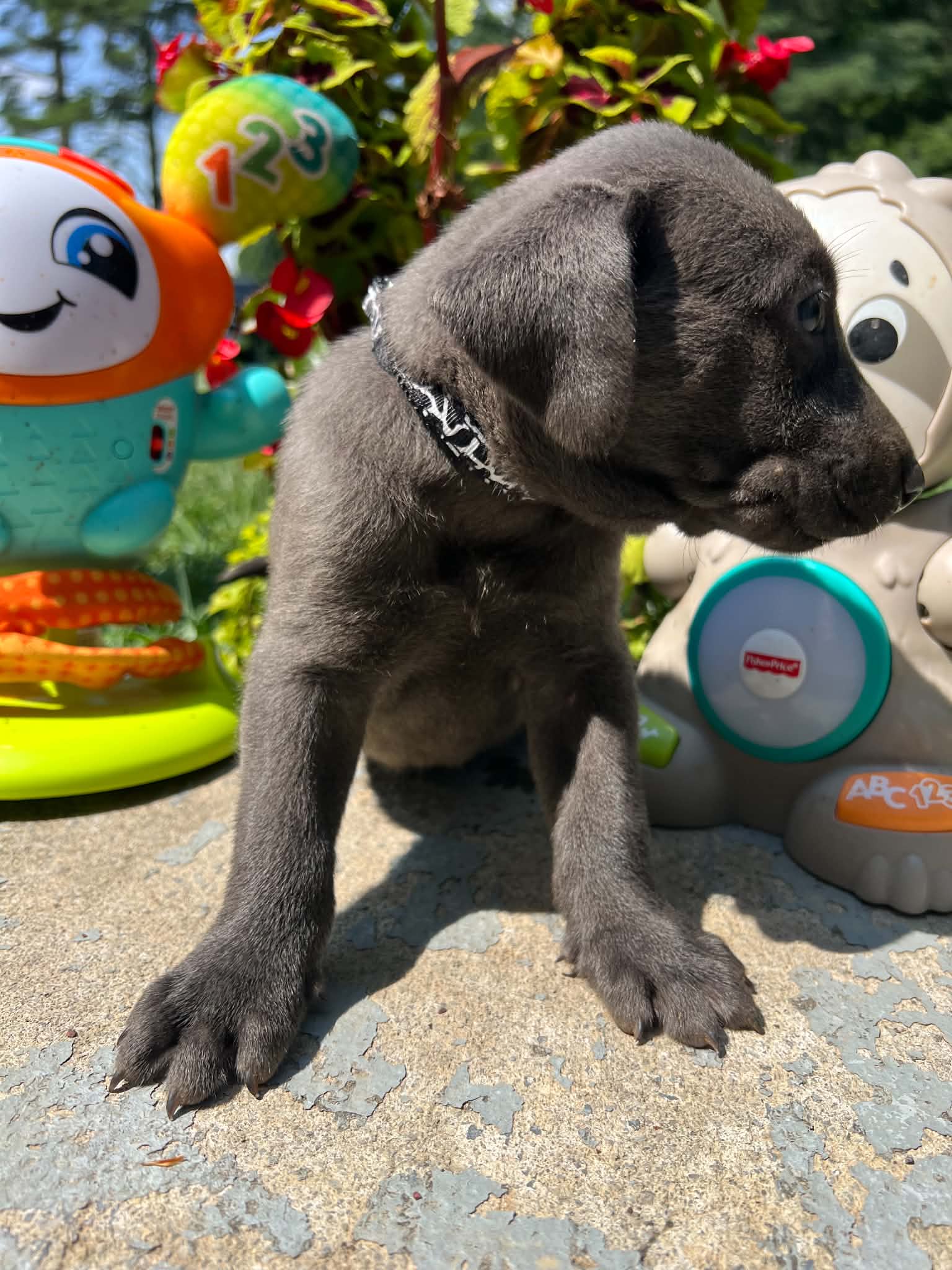 A purebred Labrador Retriever puppy outside in natural daylight.