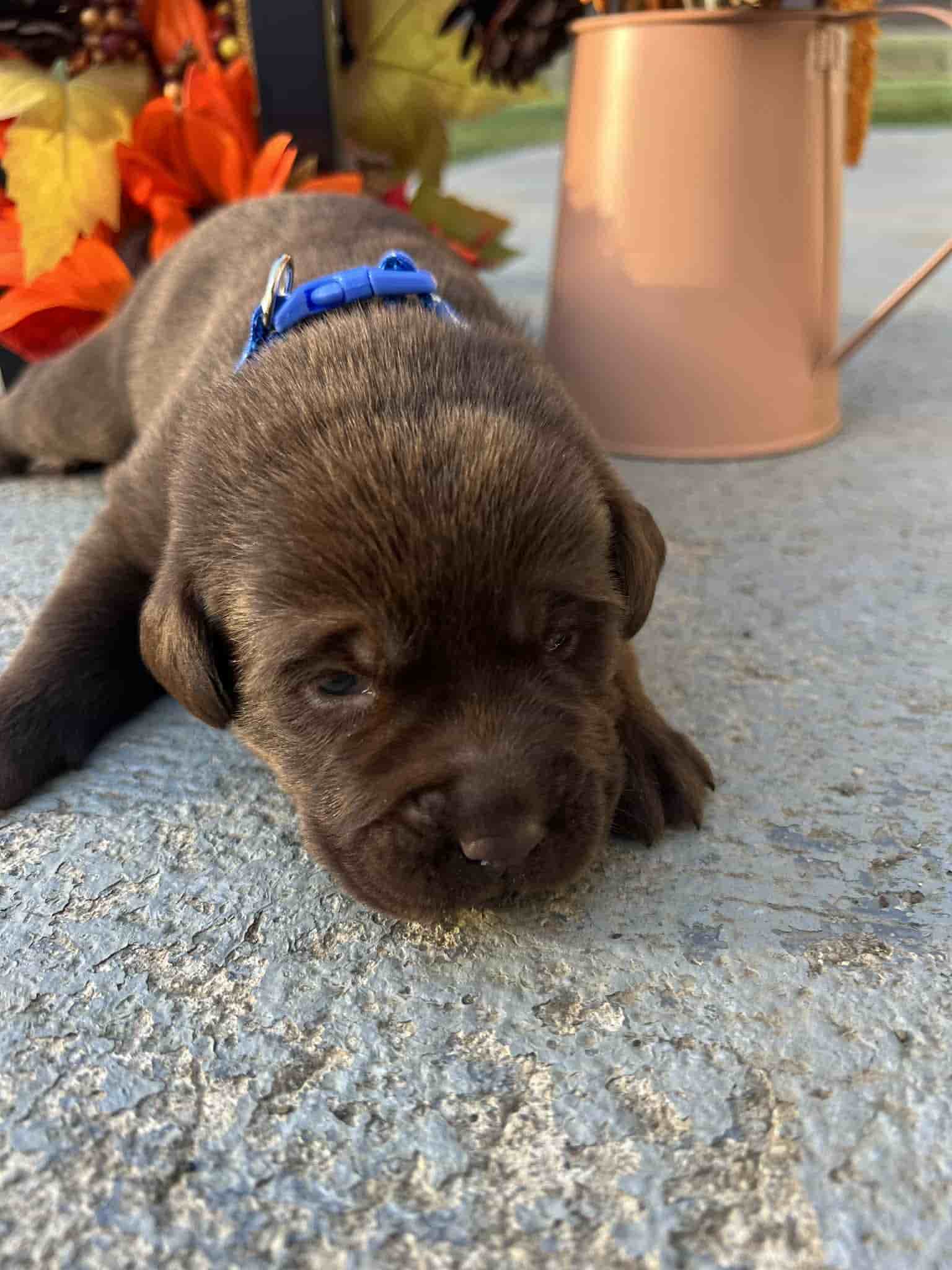 A purebred yellow Labrador Retriever puppy with a pink curtain and red rose flowers around him.