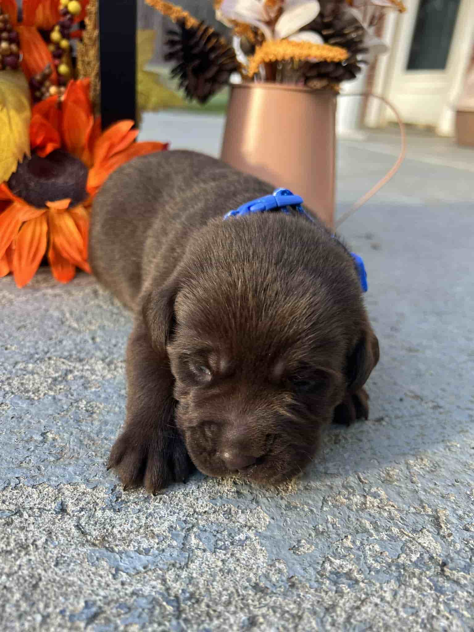 A purebred yellow Labrador Retriever puppy with a pink curtain and red rose flowers around him.