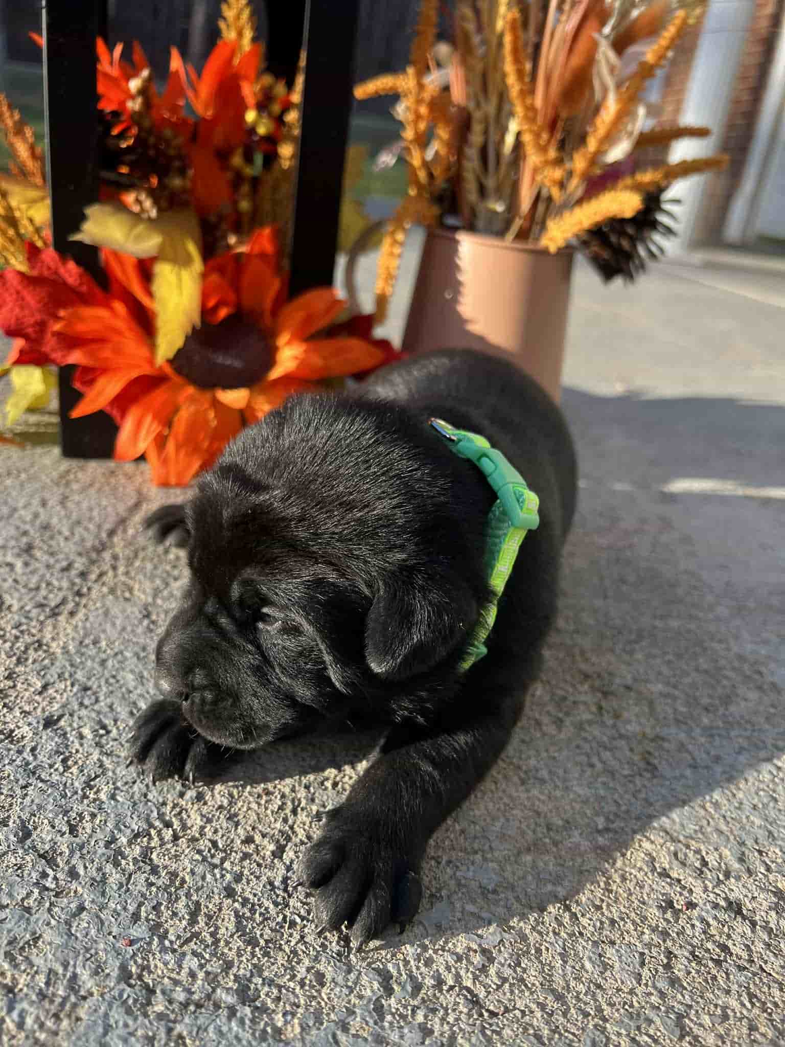 A purebred yellow Labrador Retriever puppy with a pink curtain and red rose flowers around him.