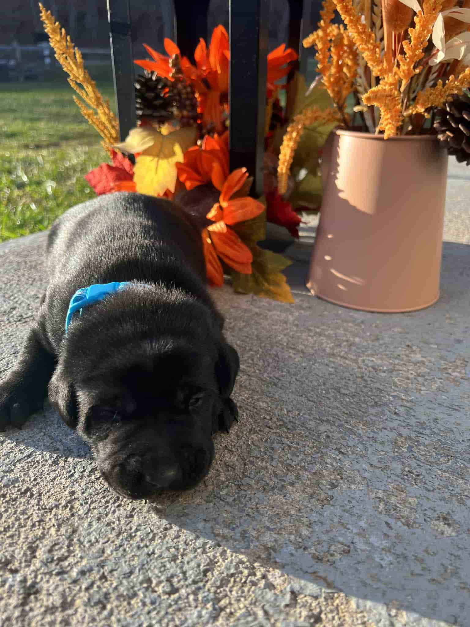 A purebred silver Labrador Retriever puppy with a pink curtain and red rose flowers around him.
