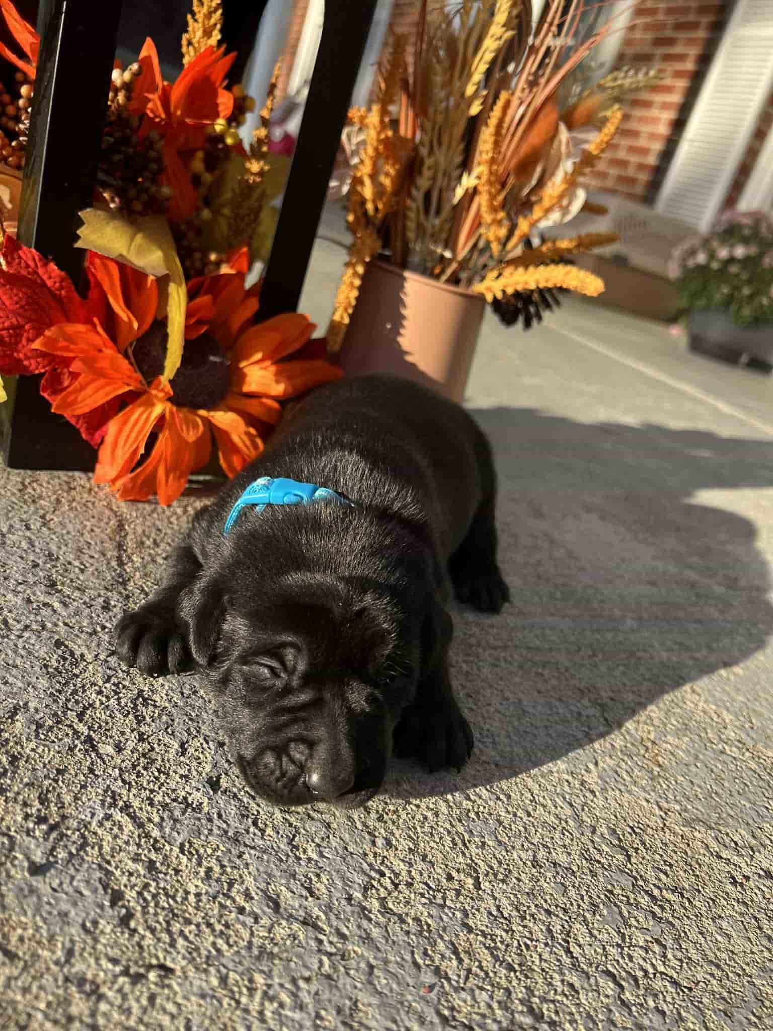 A purebred silver Labrador Retriever puppy with a pink curtain and red rose flowers around him.