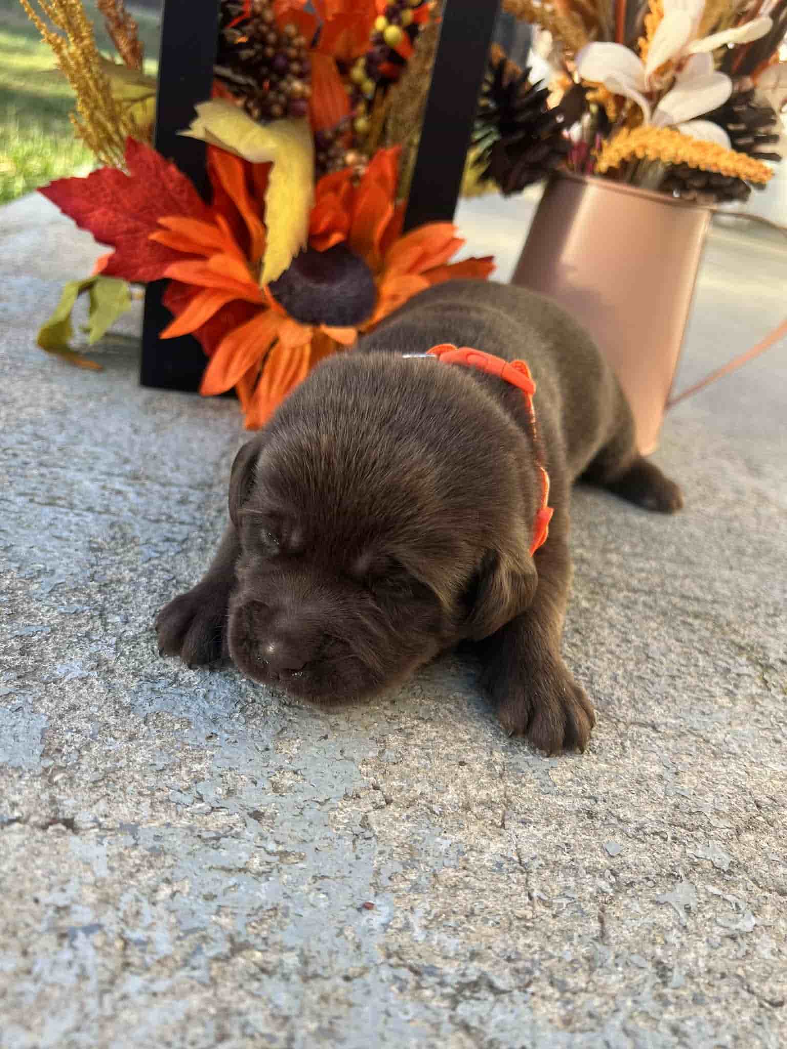 A purebred yellow Labrador Retriever puppy with a pink curtain and red rose flowers around him.