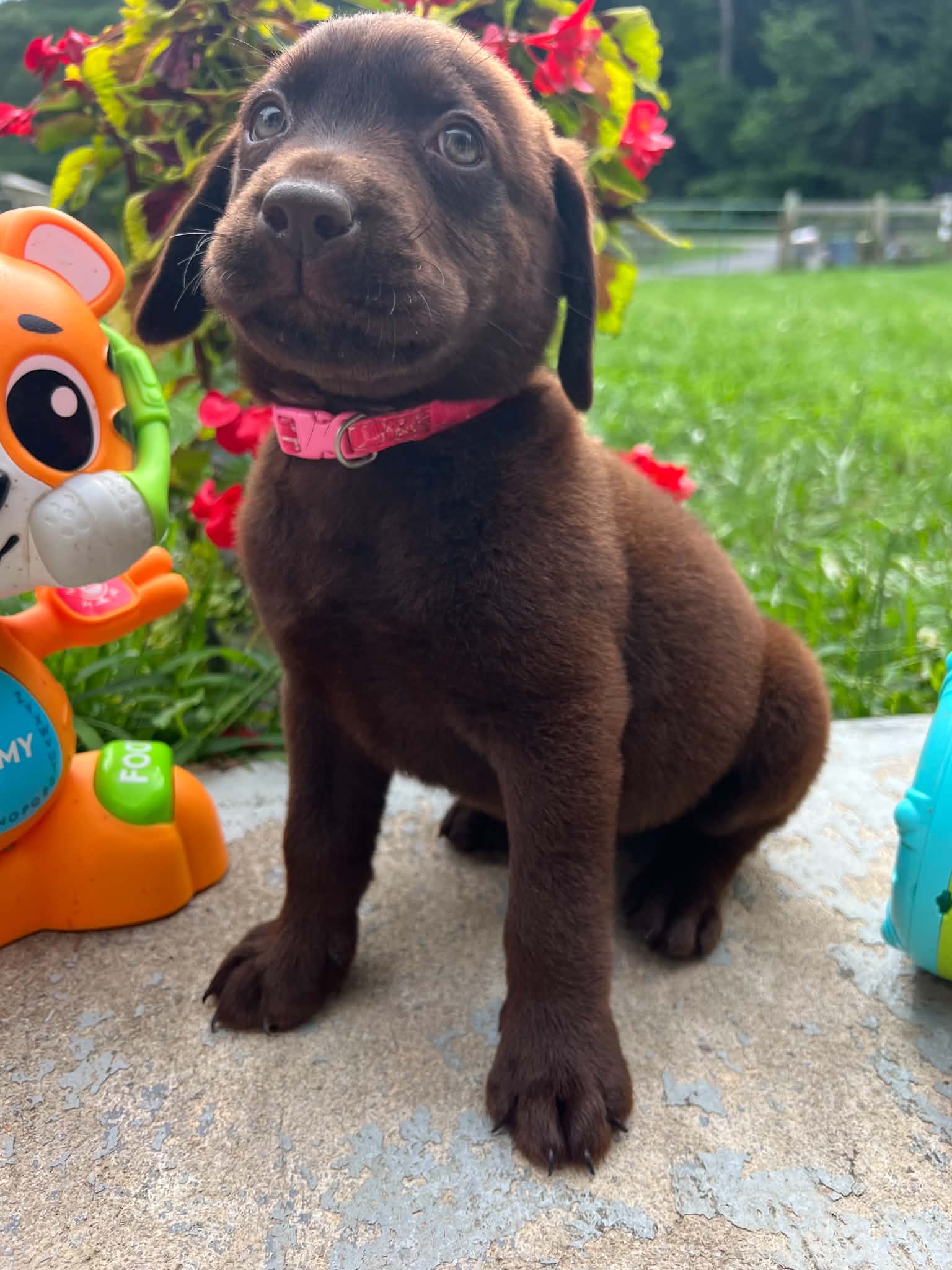 A purebred Labrador Retriever puppy outside in natural daylight.
