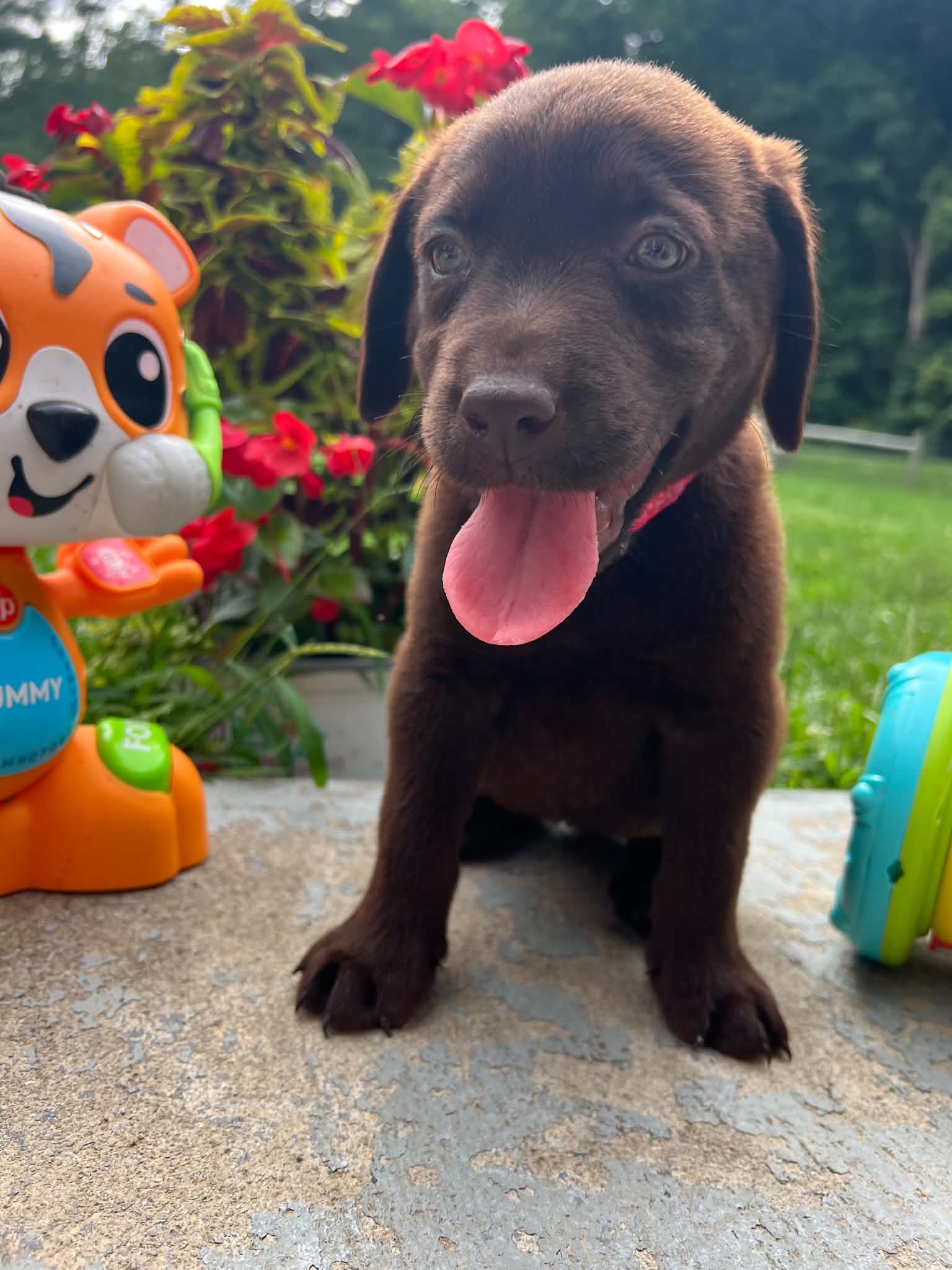 A purebred Labrador Retriever puppy outside in natural daylight.