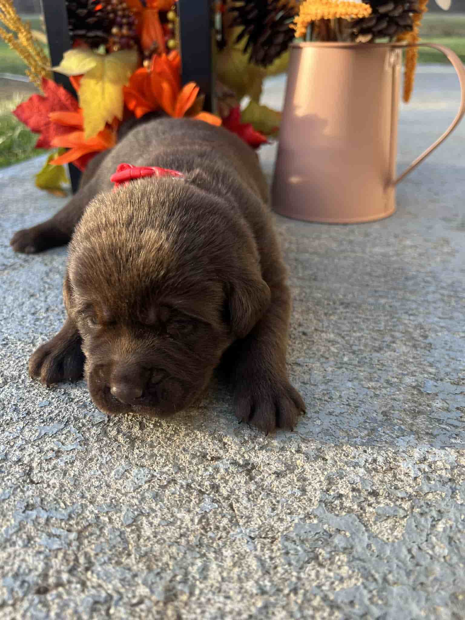 A purebred yellow Labrador Retriever puppy with a pink curtain and red rose flowers around him.
