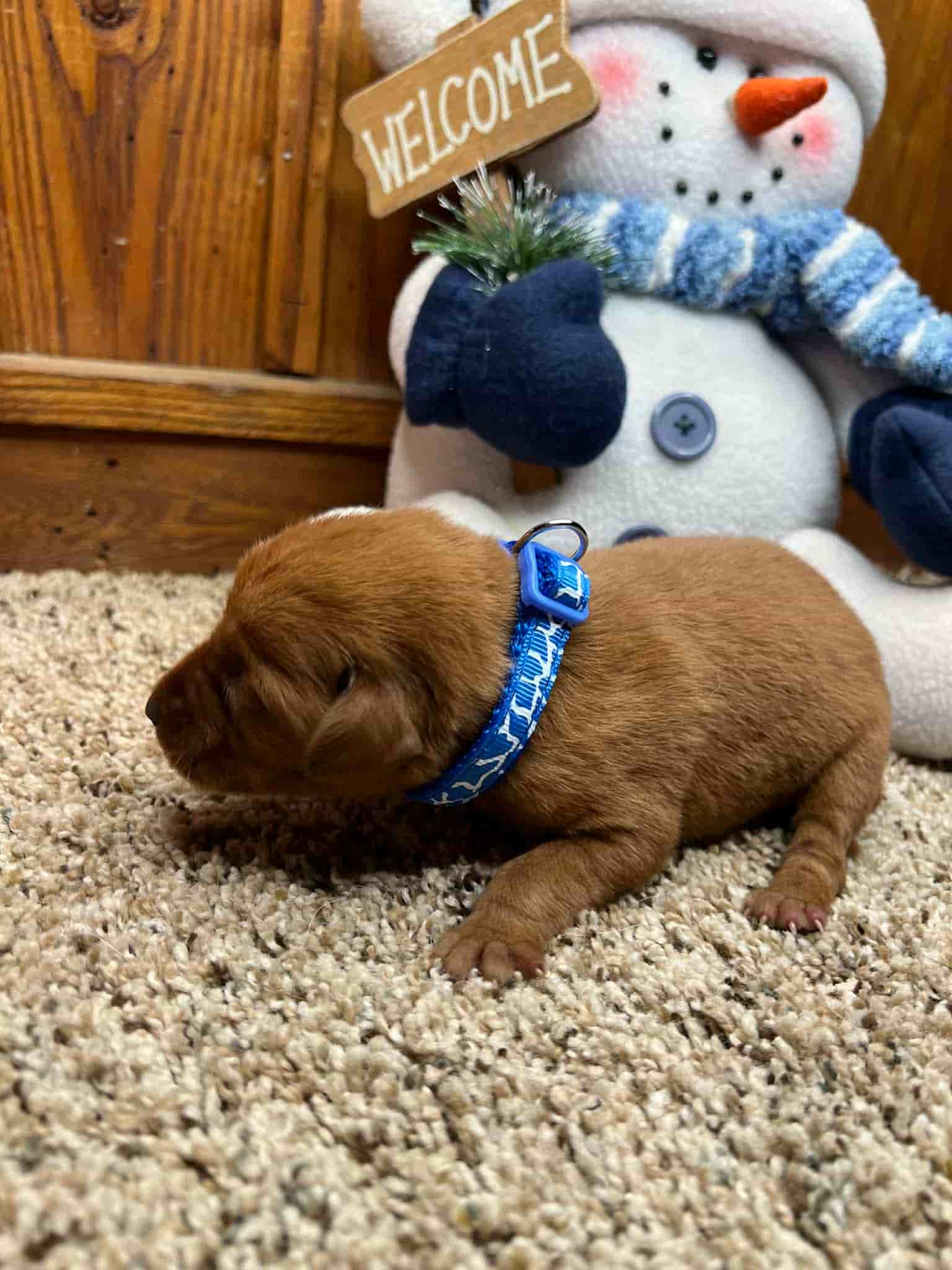 A purebred black Labrador Retriever puppy with a pink curtain and red rose flowers around him.