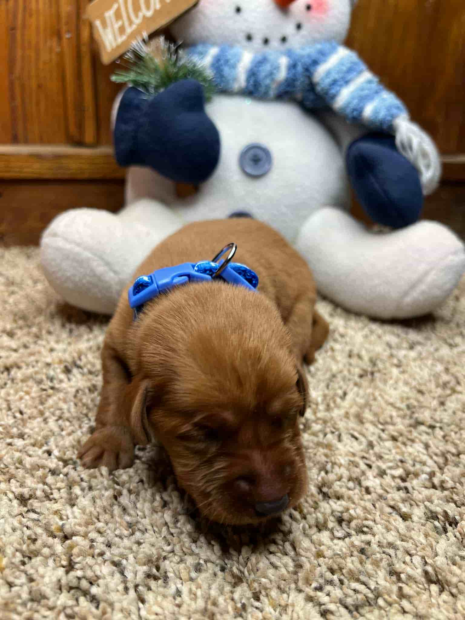 A purebred black Labrador Retriever puppy with a pink curtain and red rose flowers around him.