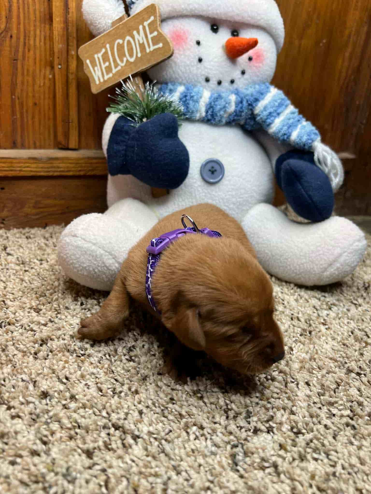 A purebred chocolate Labrador Retriever puppy with a pink curtain and red rose flowers around him.
