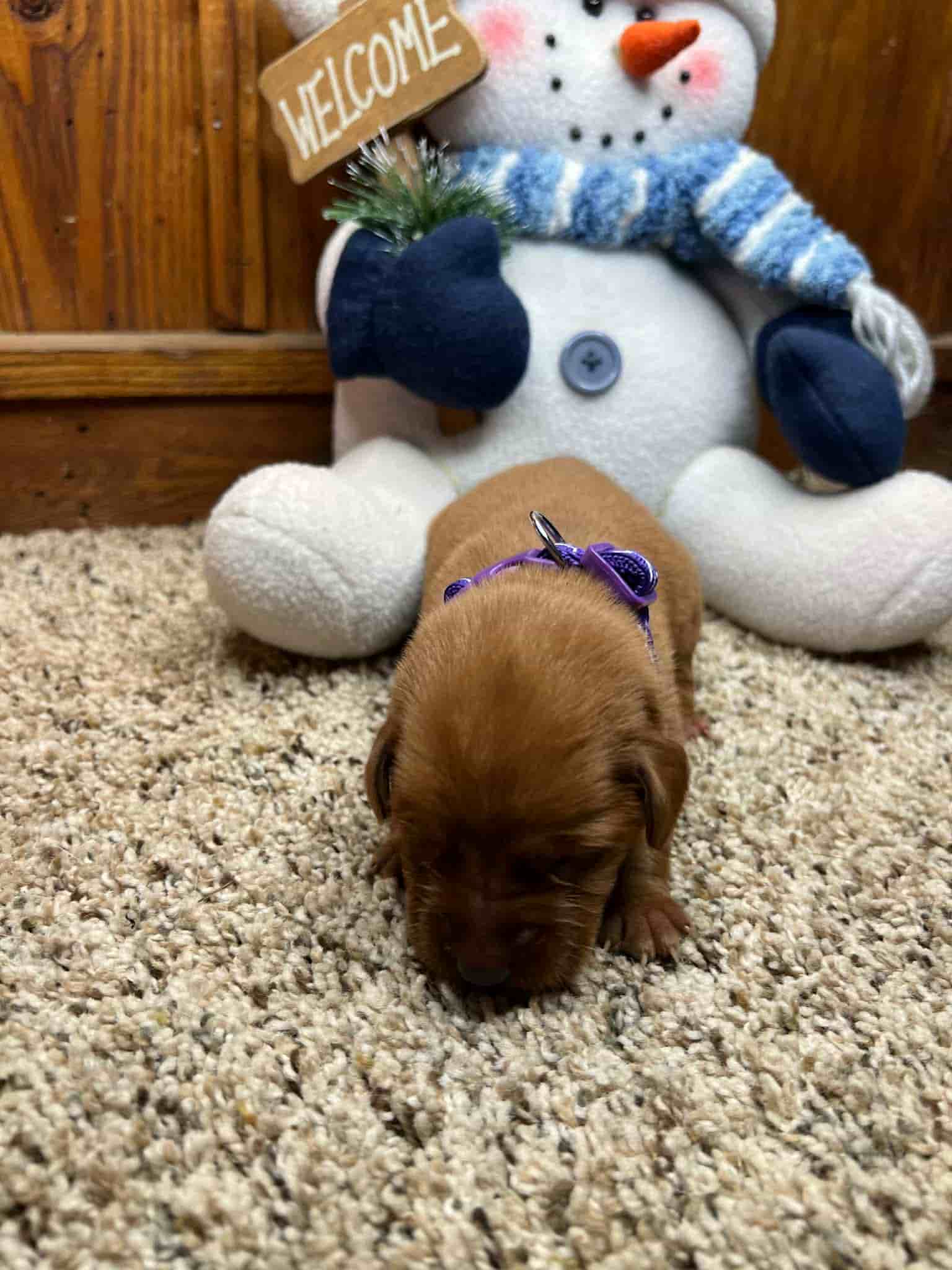 A purebred chocolate Labrador Retriever puppy with a pink curtain and red rose flowers around him.