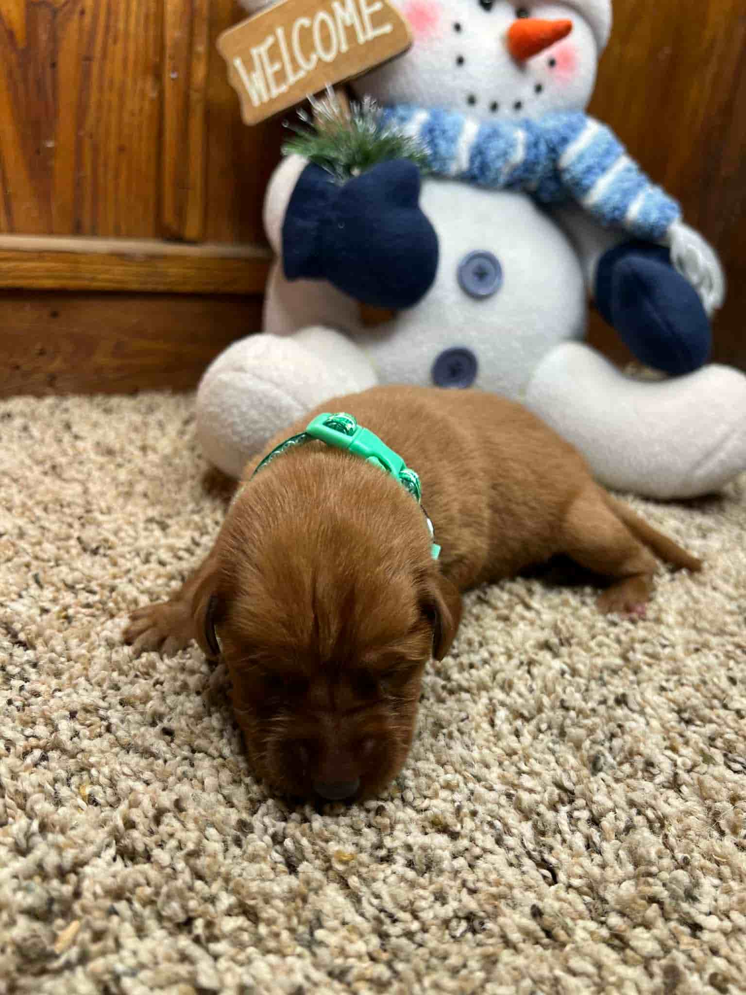 A purebred black Labrador Retriever puppy with a pink curtain and red rose flowers around him.