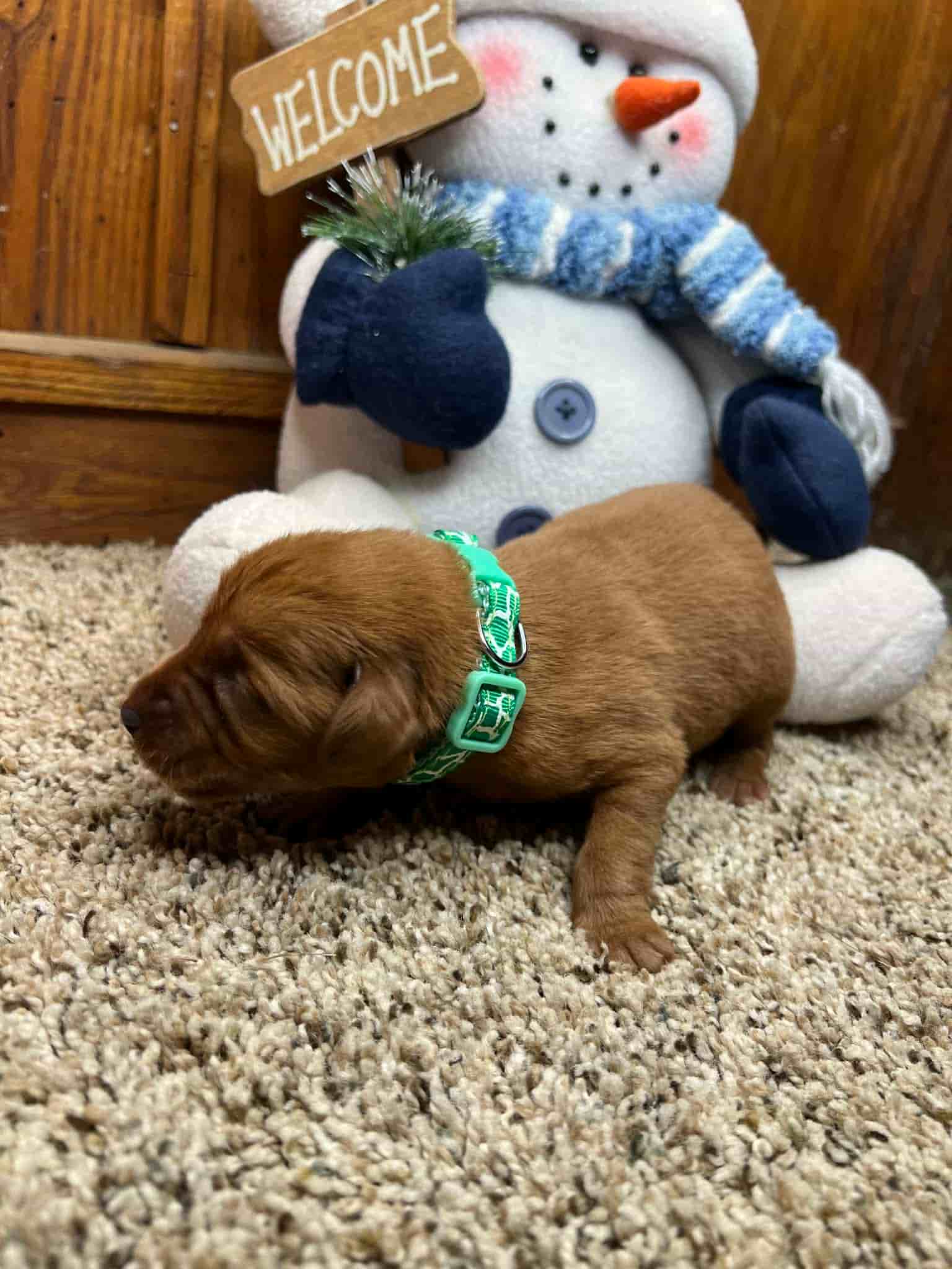 A purebred black Labrador Retriever puppy with a pink curtain and red rose flowers around him.