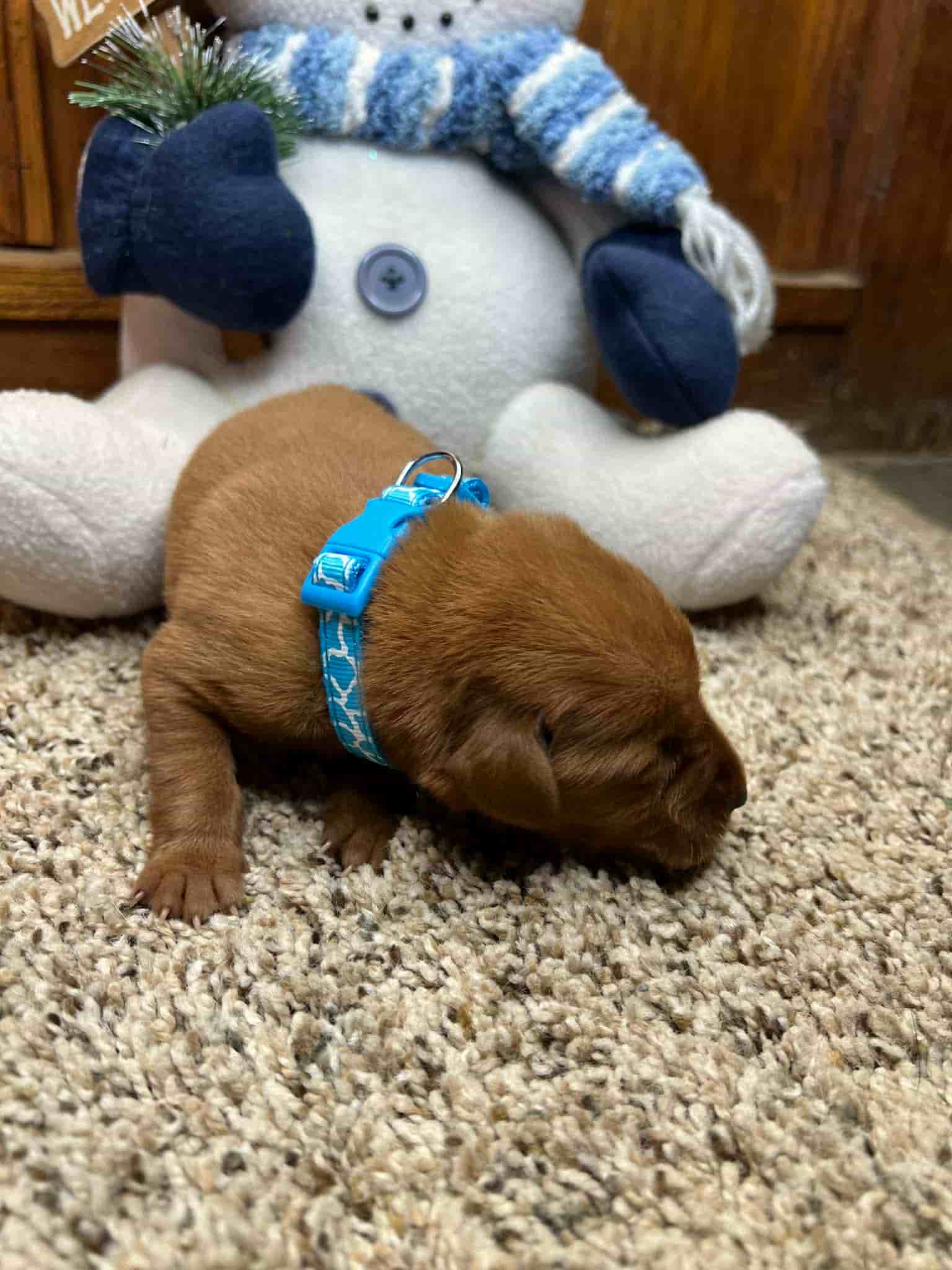 A purebred chocolate Labrador Retriever puppy with a pink curtain and red rose flowers around him.