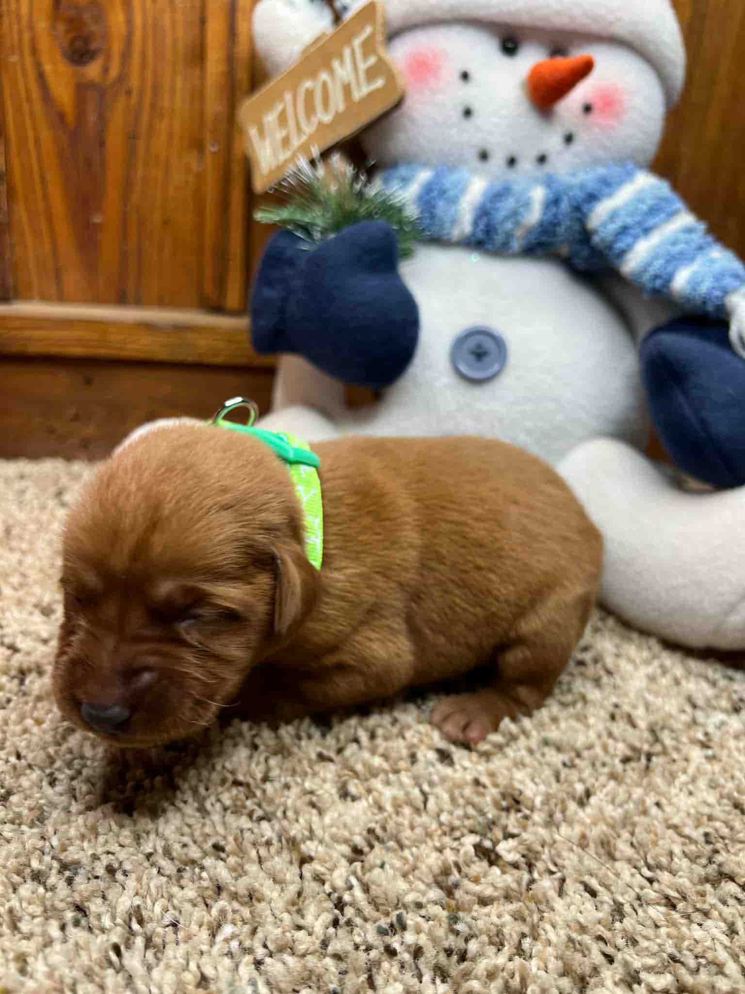 A purebred black Labrador Retriever puppy with a pink curtain and red rose flowers around him.