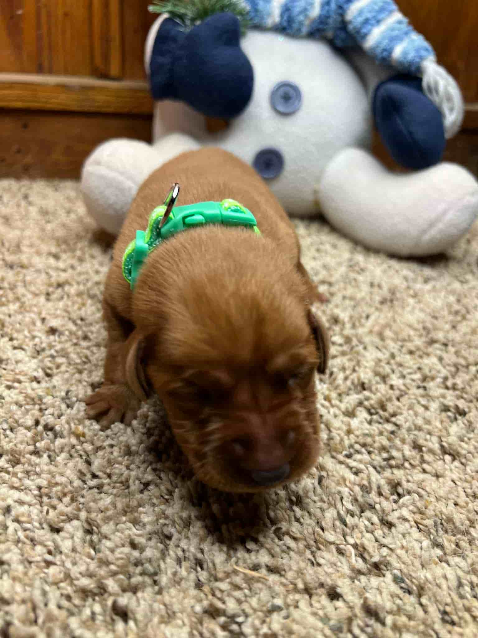 A purebred black Labrador Retriever puppy with a pink curtain and red rose flowers around him.