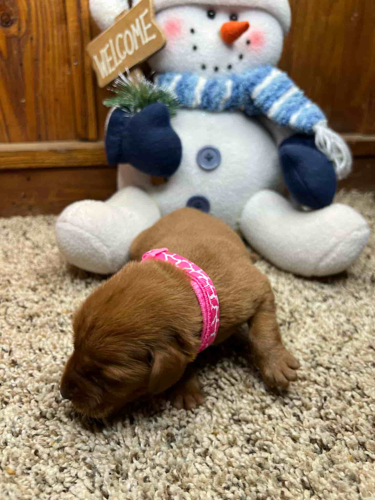 A purebred yellow Labrador Retriever puppy with a pink curtain and red rose flowers around him.