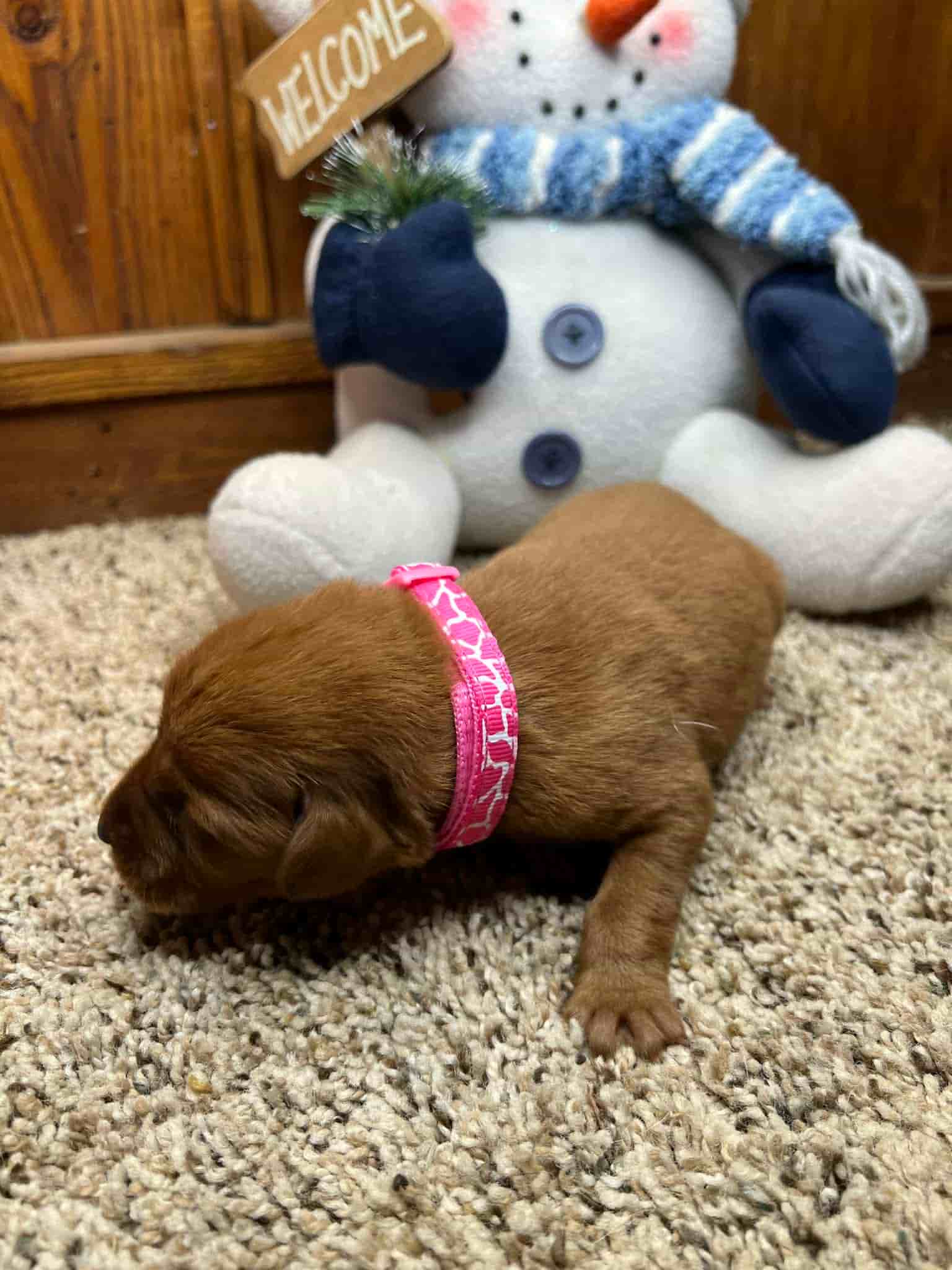 A purebred yellow Labrador Retriever puppy with a pink curtain and red rose flowers around him.