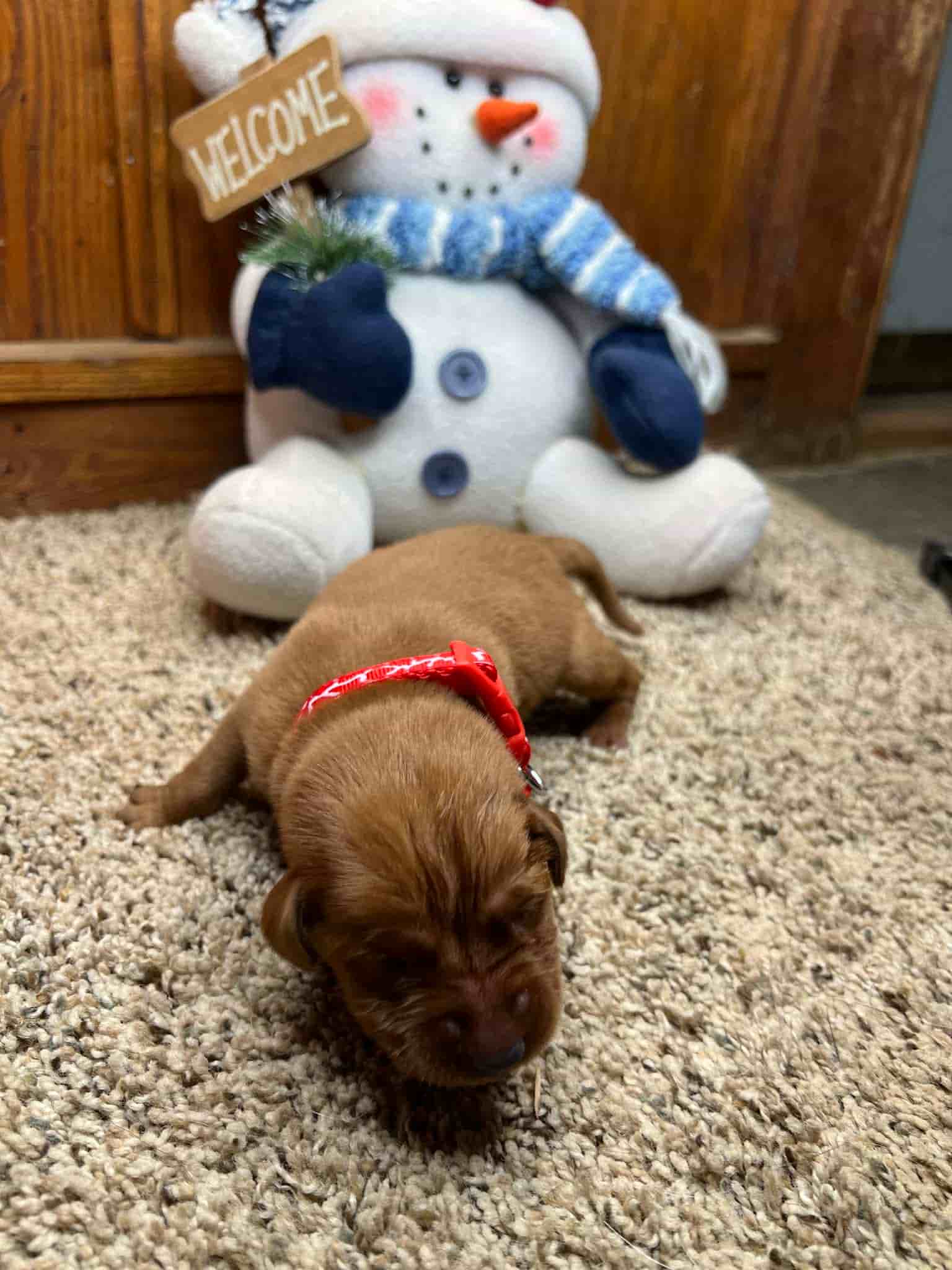 A purebred black Labrador Retriever puppy with a pink curtain and red rose flowers around him.