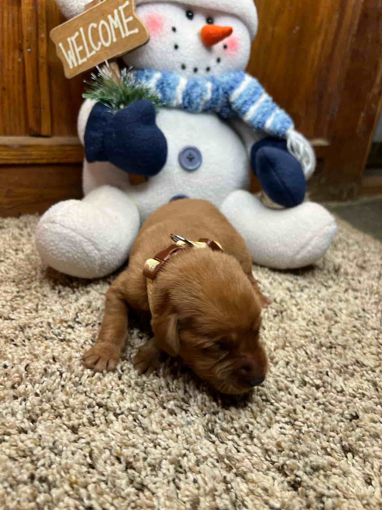 A purebred black Labrador Retriever puppy with a pink curtain and red rose flowers around him.
