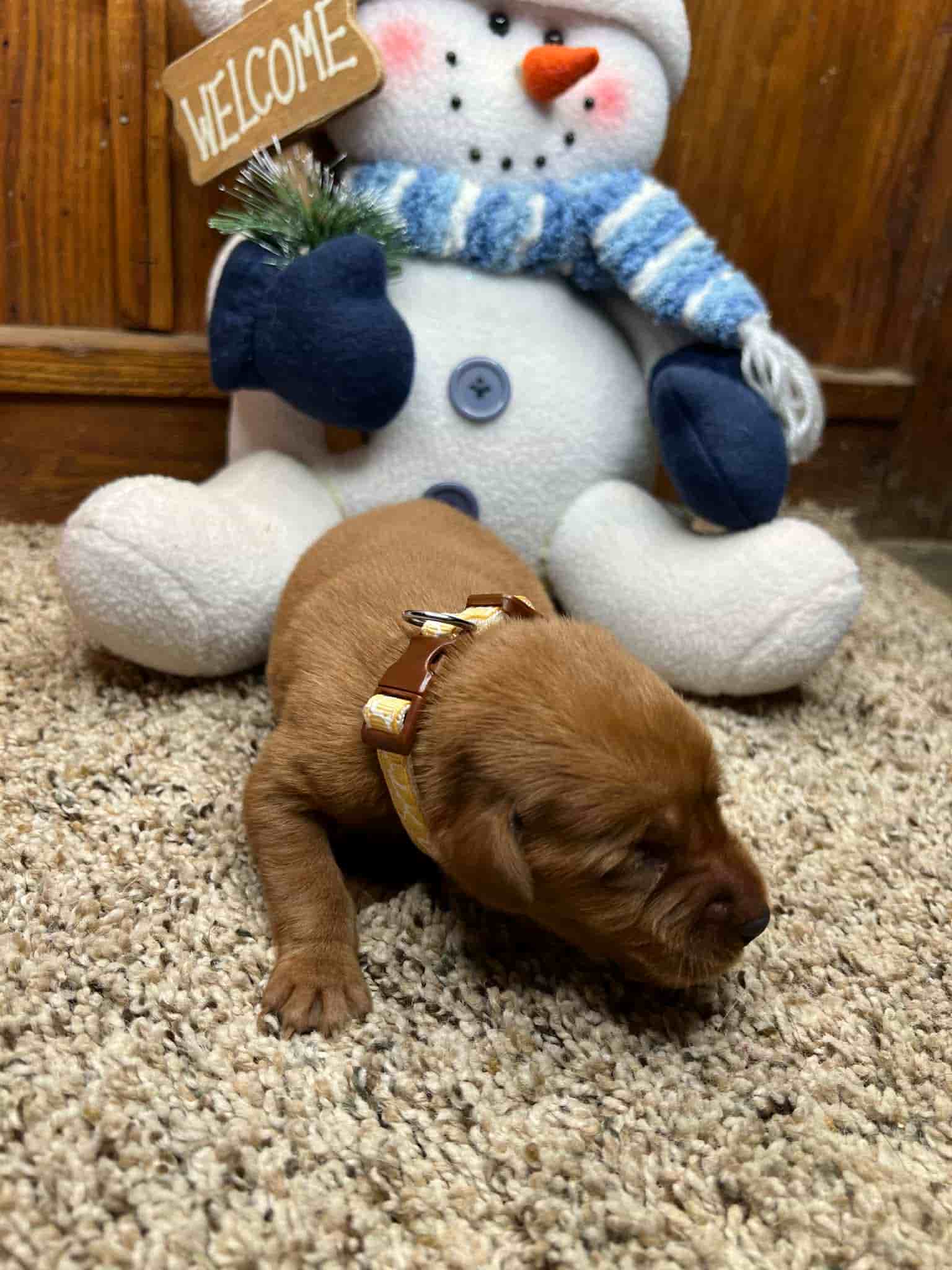 A purebred black Labrador Retriever puppy with a pink curtain and red rose flowers around him.