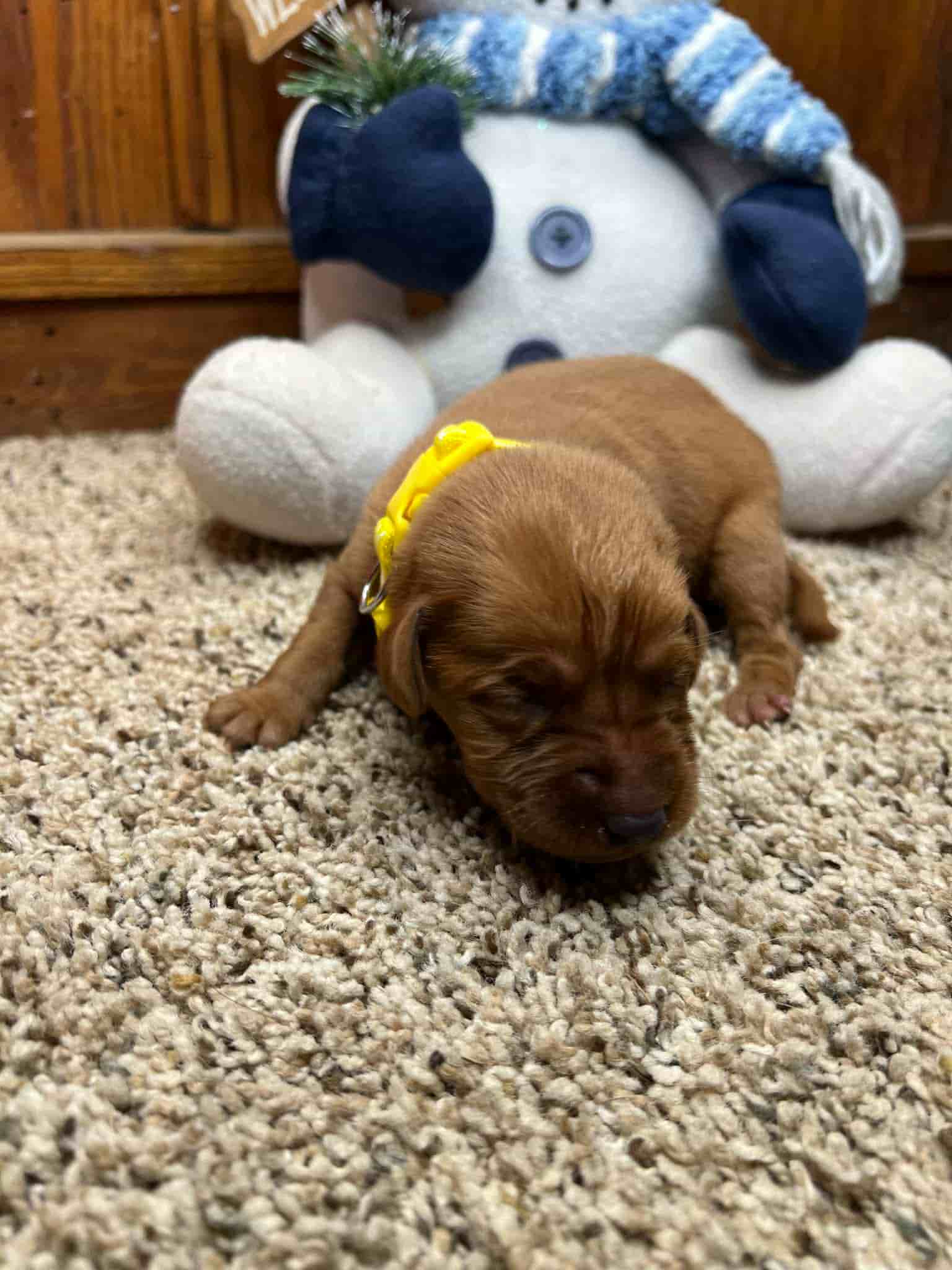 A purebred yellow Labrador Retriever puppy with a pink curtain and red rose flowers around him.