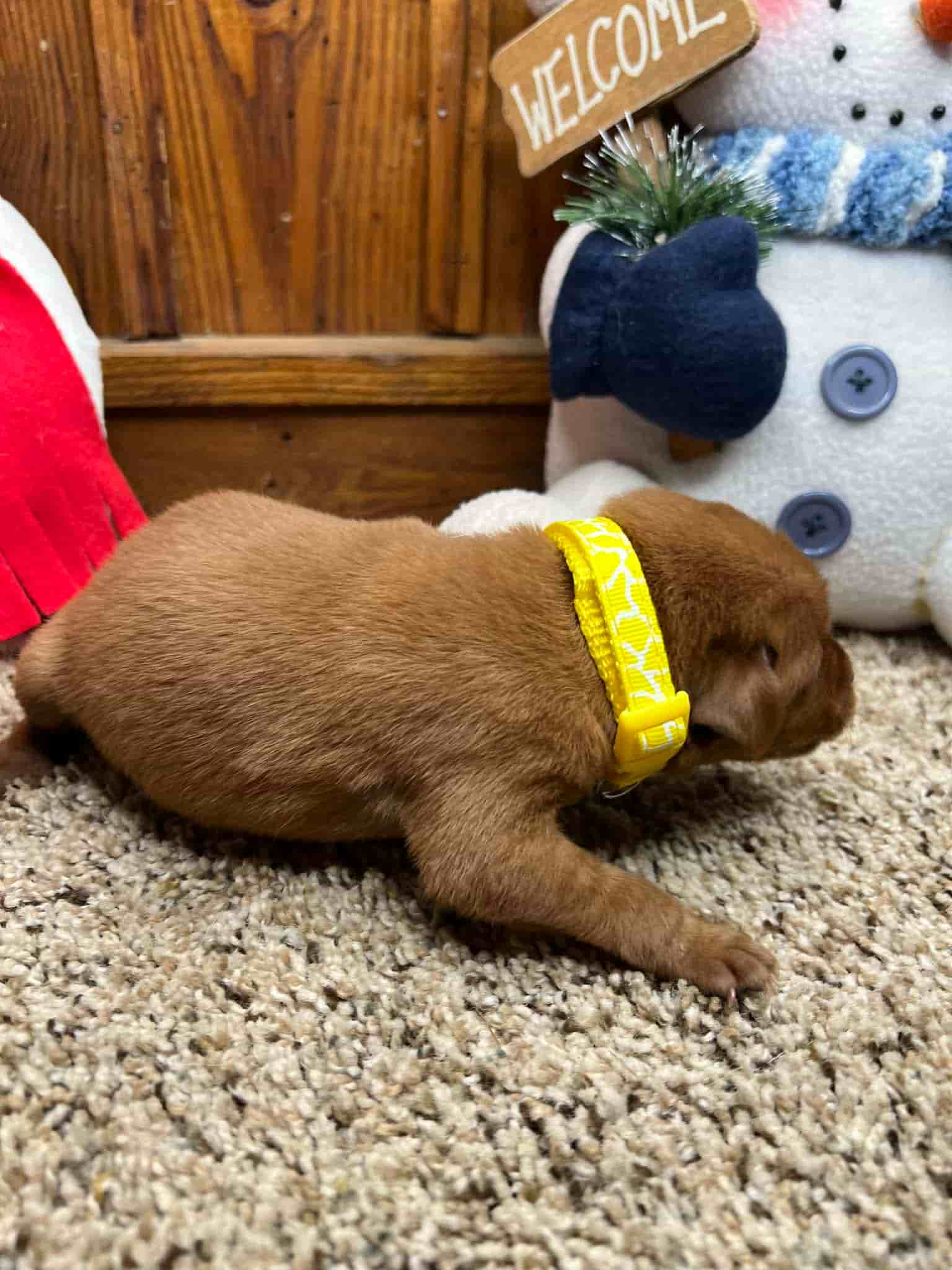 A purebred yellow Labrador Retriever puppy with a pink curtain and red rose flowers around him.