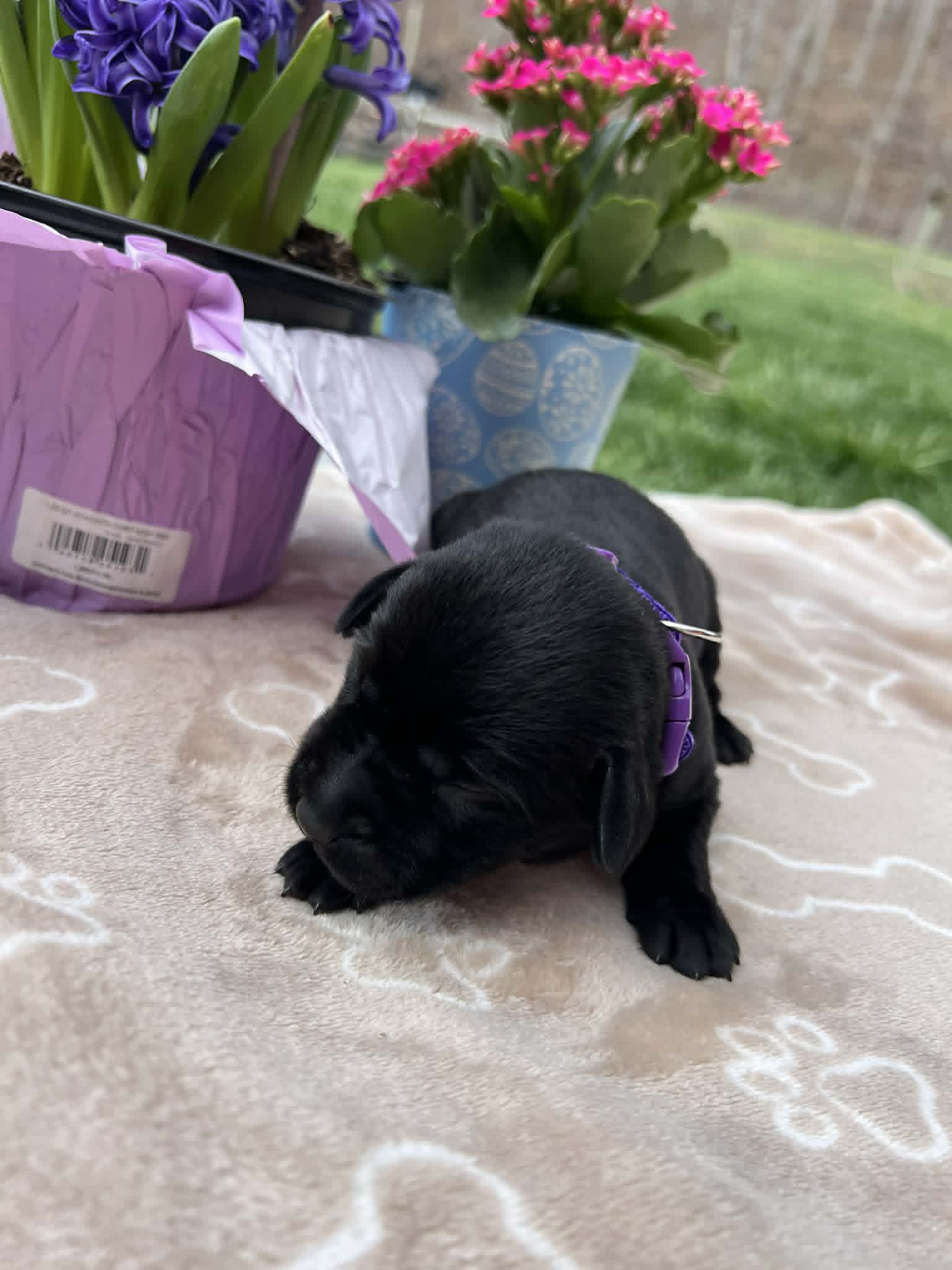 A purebred black Labrador Retriever puppy with a pink curtain and red rose flowers around him.