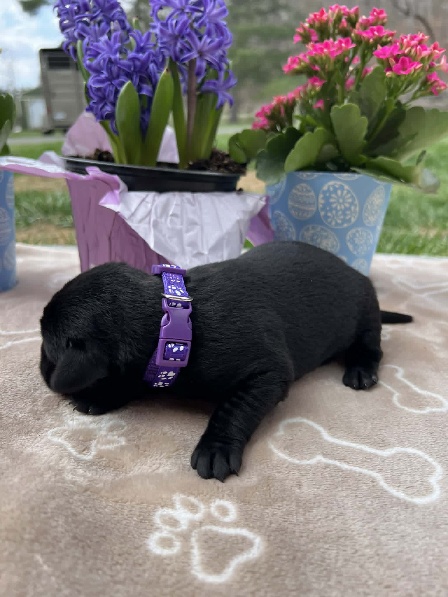 A purebred black Labrador Retriever puppy with a pink curtain and red rose flowers around him.