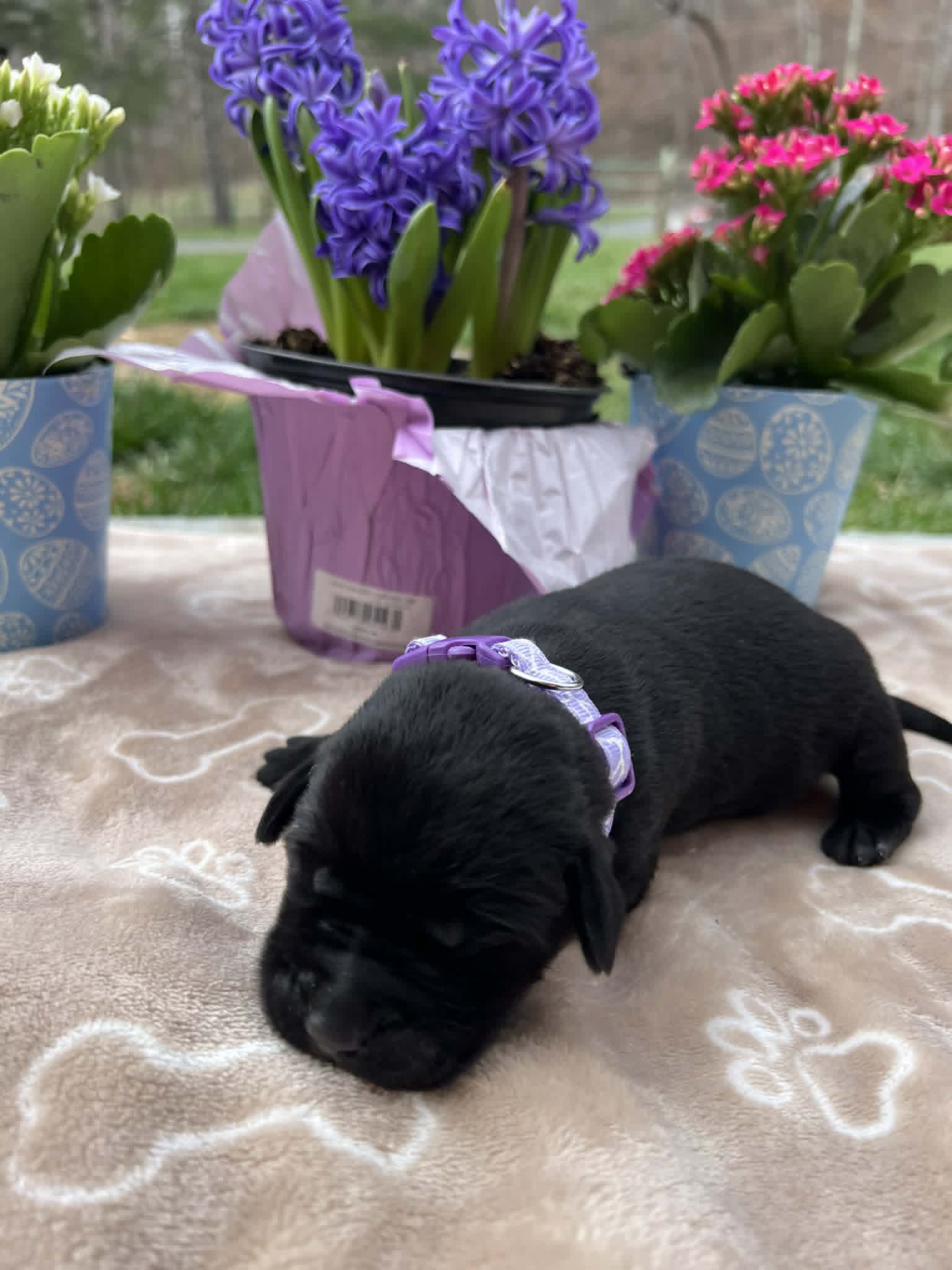 A purebred black Labrador Retriever puppy with a pink curtain and red rose flowers around him.