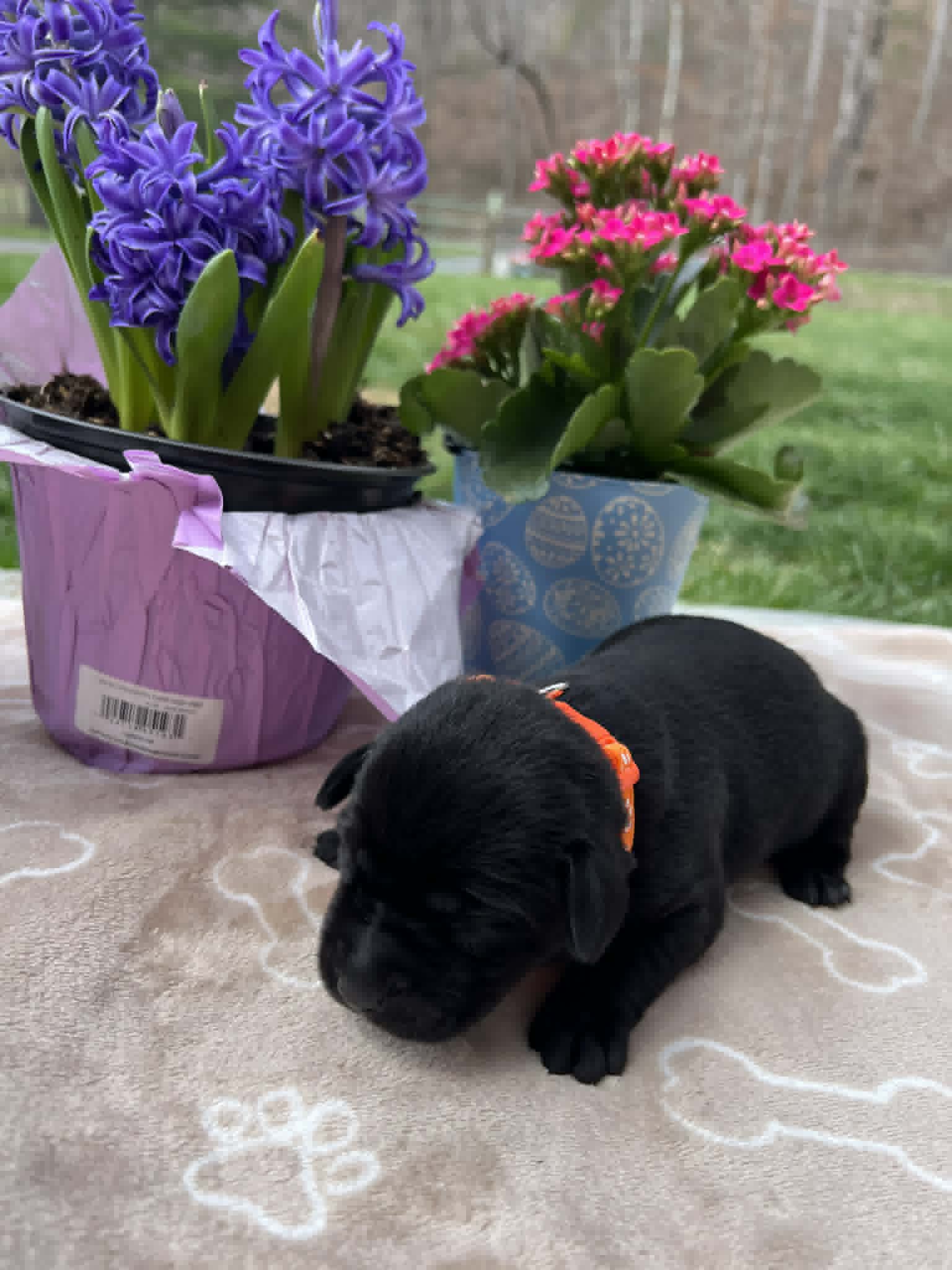 A purebred black Labrador Retriever puppy with a pink curtain and red rose flowers around him.