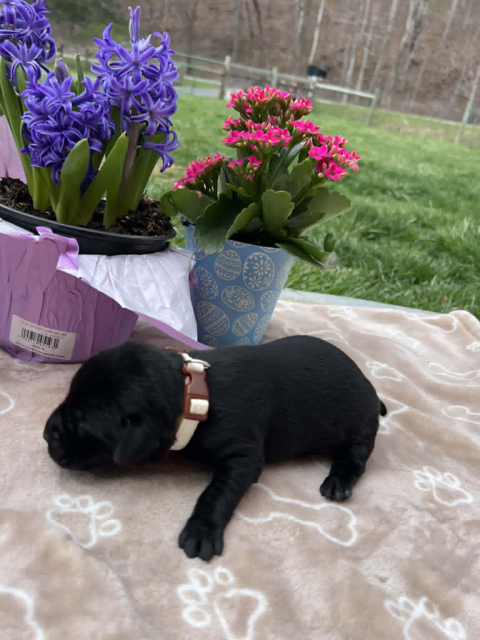 A purebred black Labrador Retriever puppy with a pink curtain and red rose flowers around him.