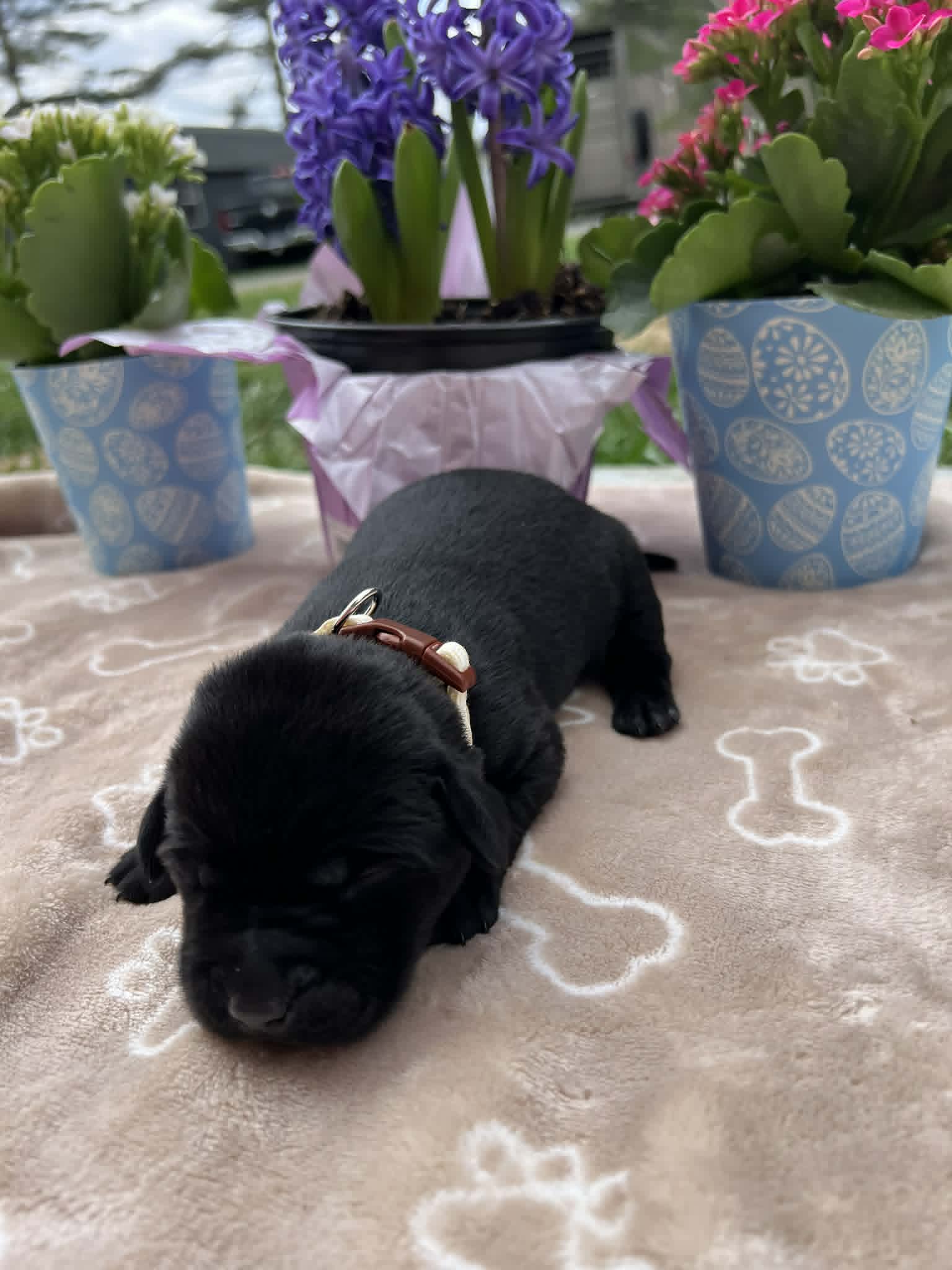 A purebred black Labrador Retriever puppy with a pink curtain and red rose flowers around him.