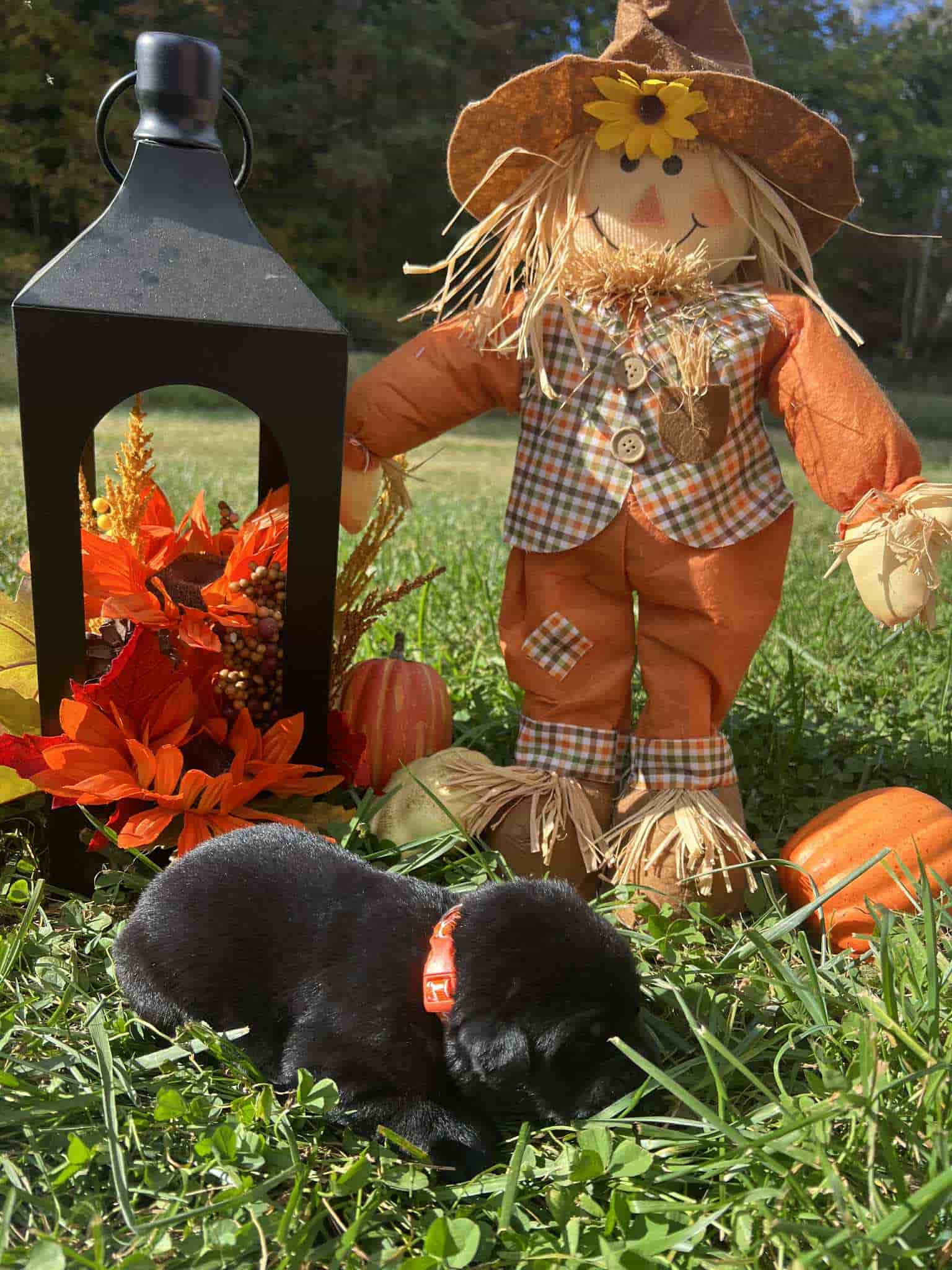 A purebred black Labrador Retriever puppy with a pink curtain and red rose flowers around him.