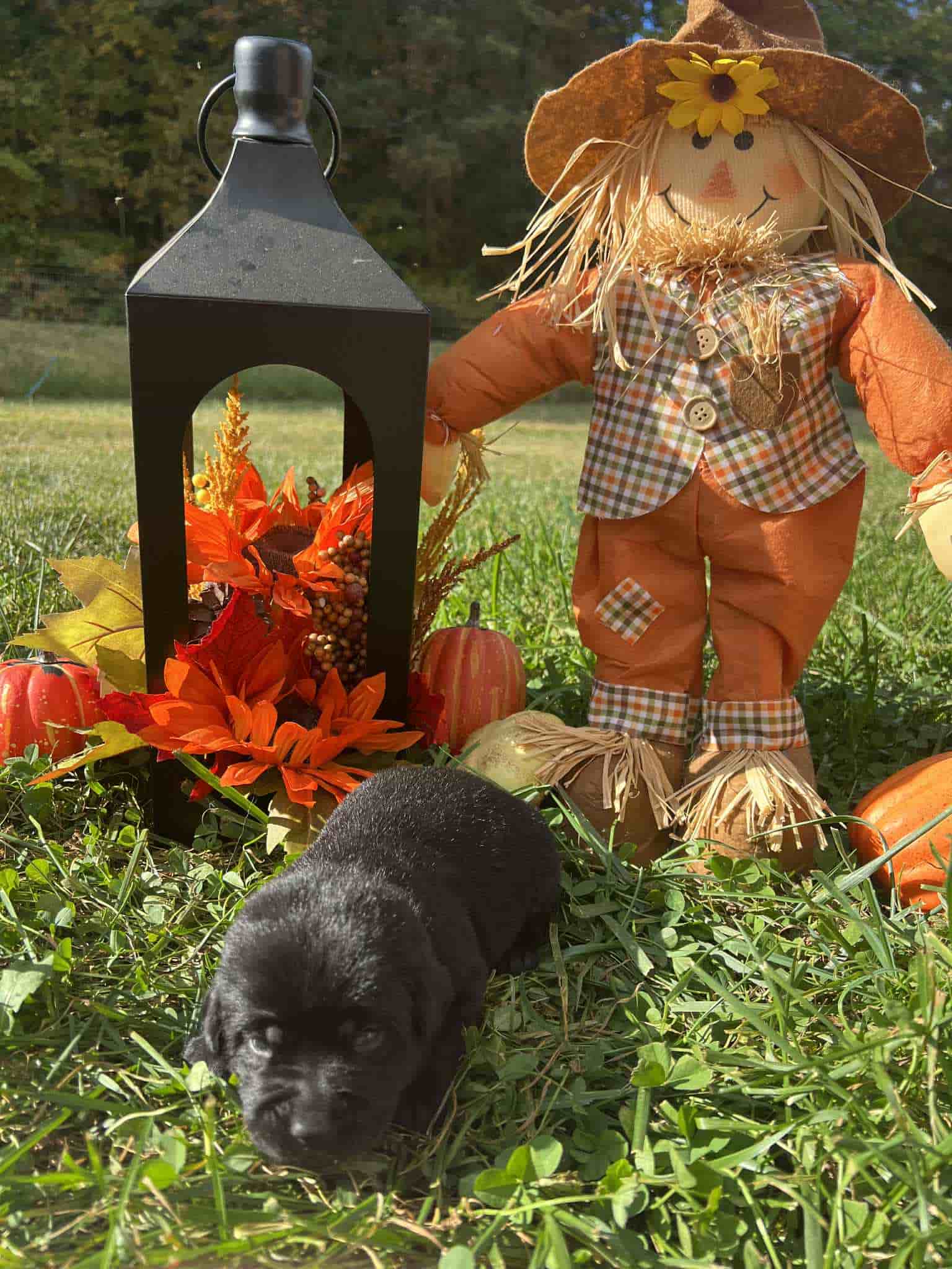 A purebred black Labrador Retriever puppy with a pink curtain and red rose flowers around him.