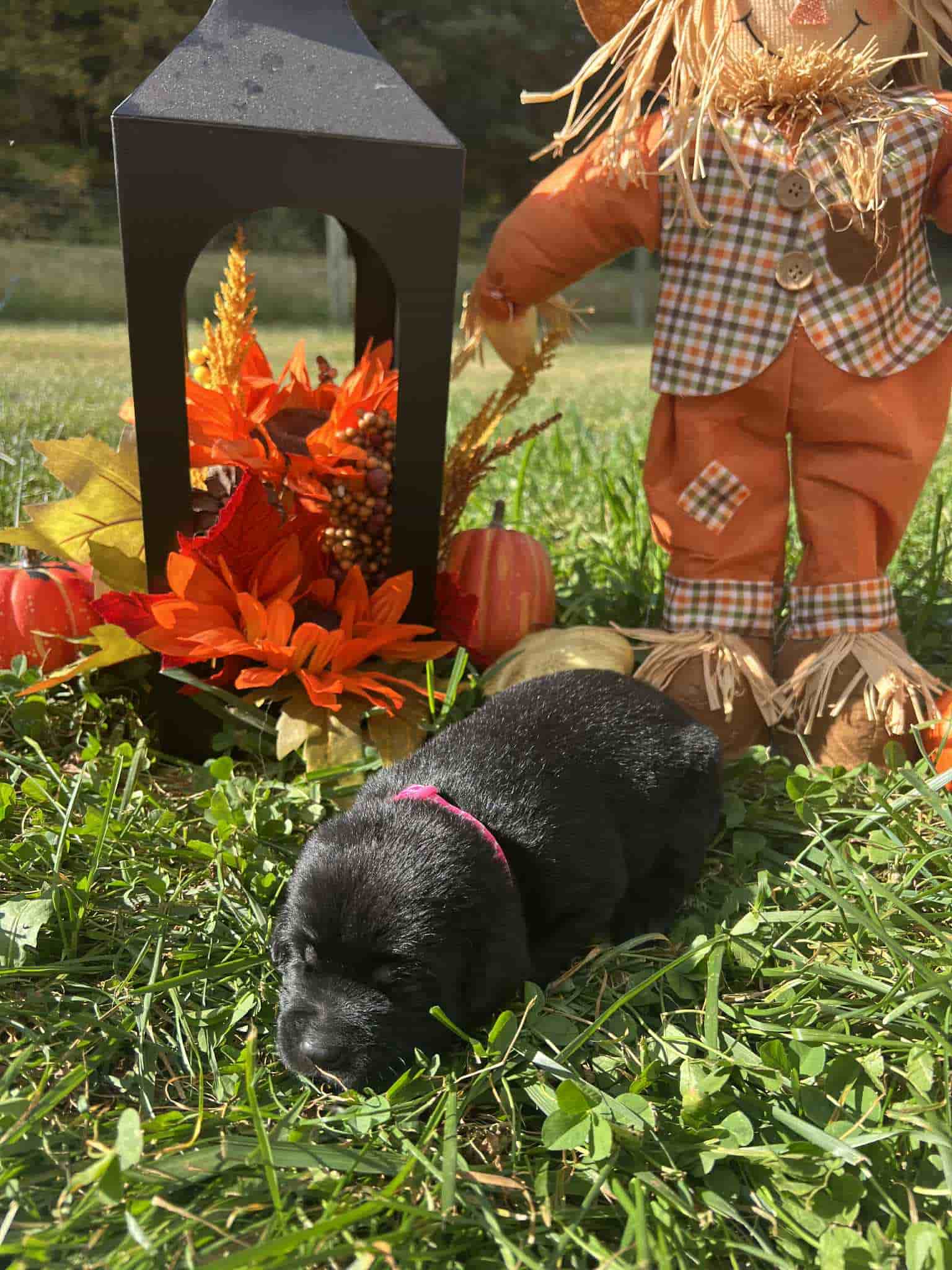 A purebred black Labrador Retriever puppy with a pink curtain and red rose flowers around him.