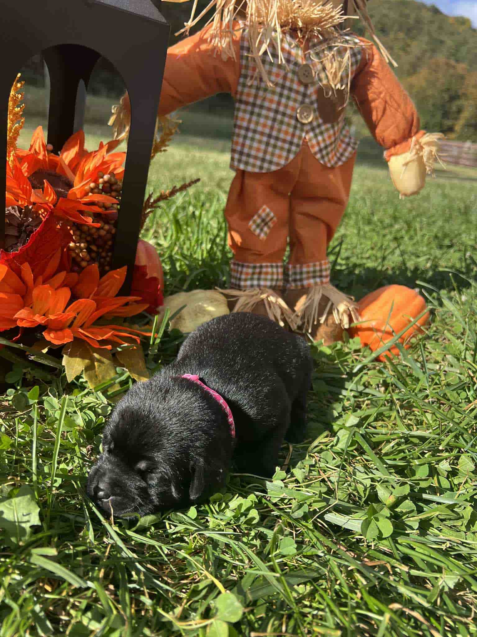 A purebred black Labrador Retriever puppy with a pink curtain and red rose flowers around him.