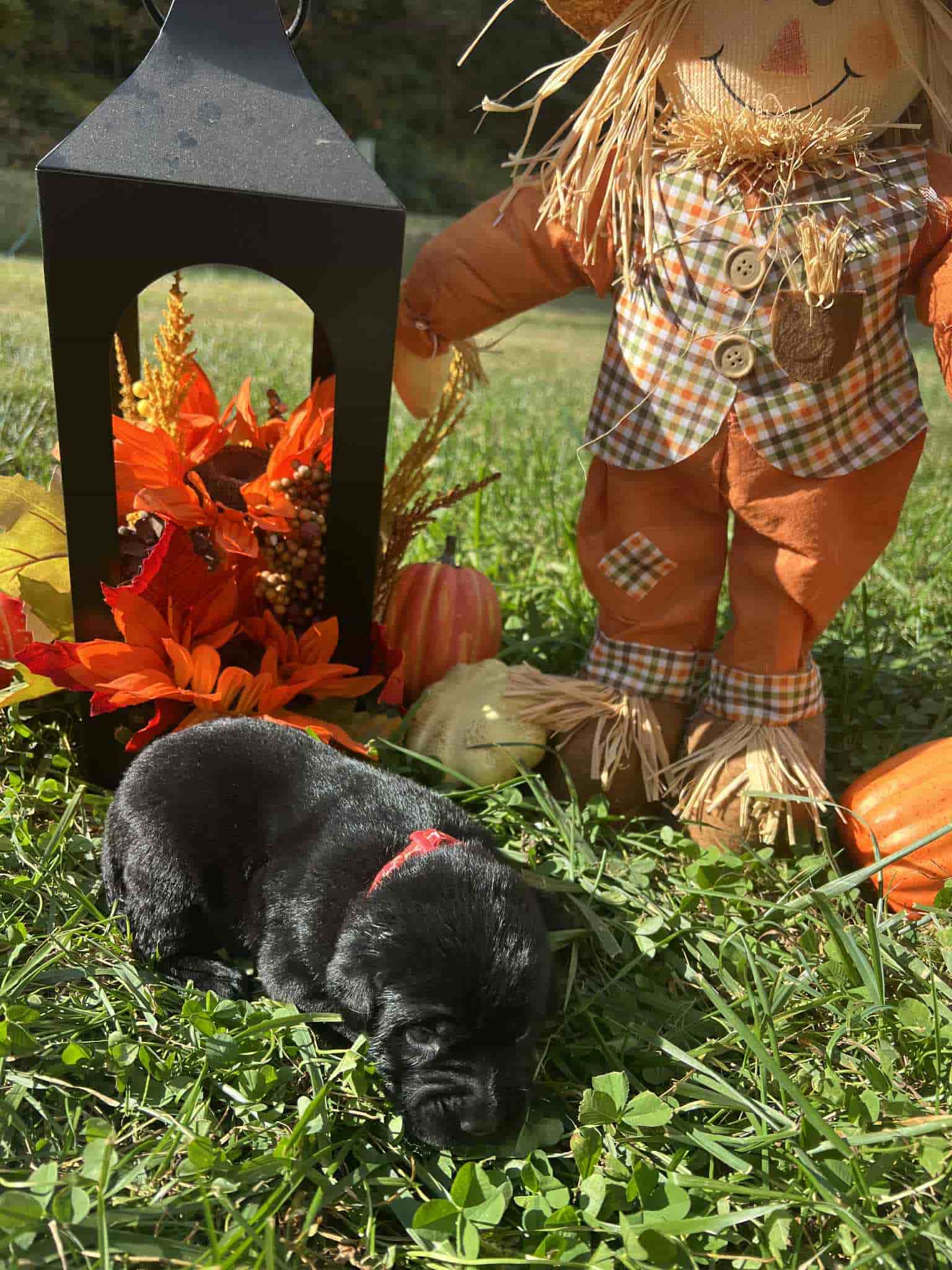 A purebred black Labrador Retriever puppy with a pink curtain and red rose flowers around him.
