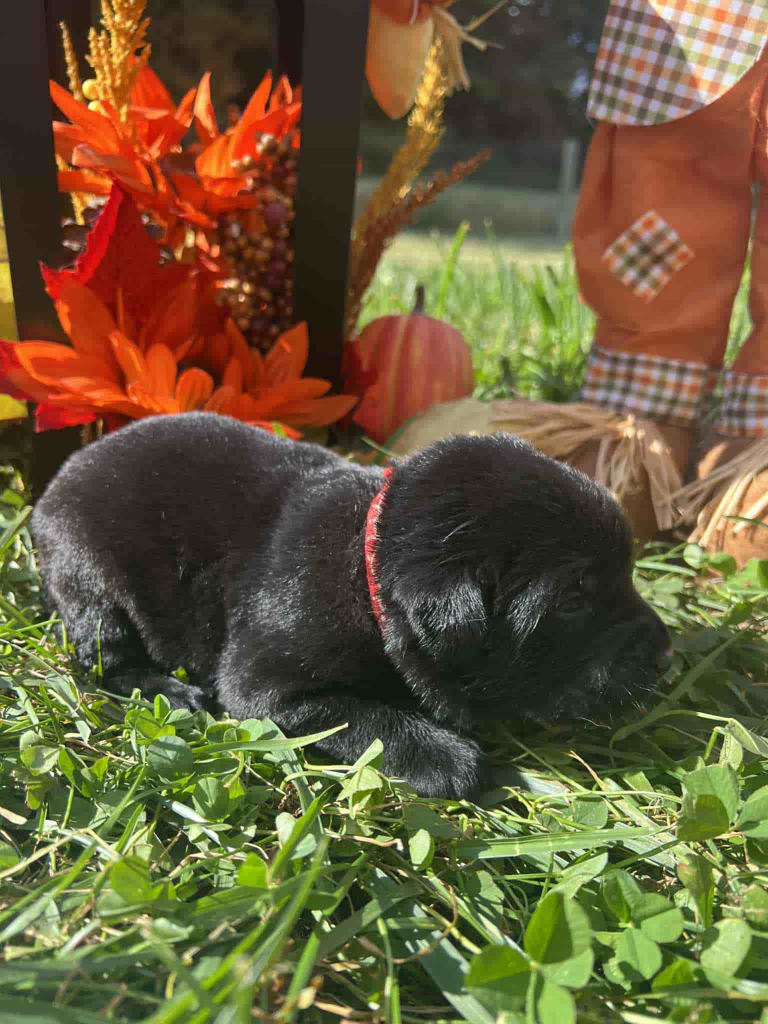 A black chocolate Labrador Retriever puppy with a pink curtain and red rose flowers around him.