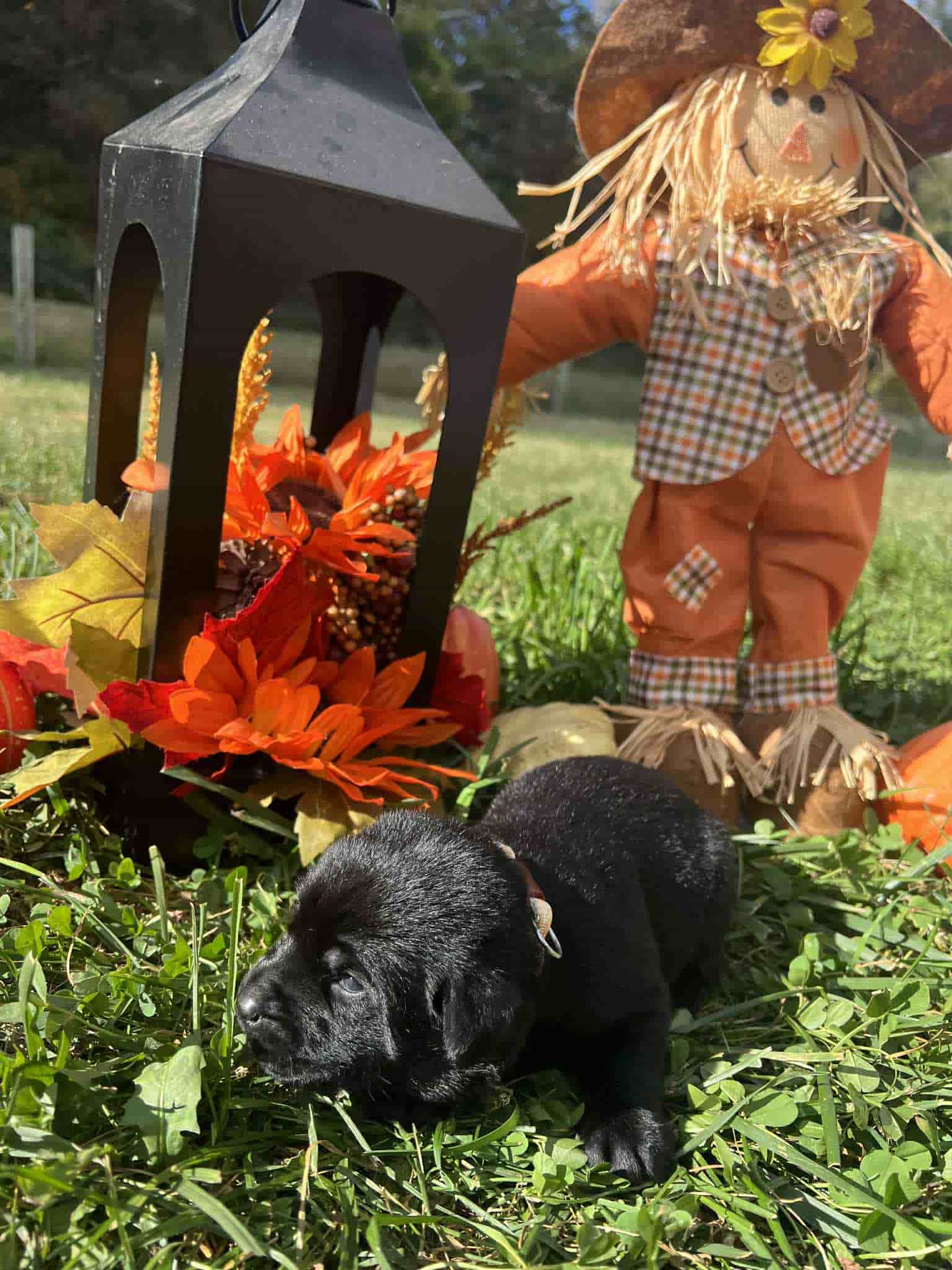 A purebred black Labrador Retriever puppy with a pink curtain and red rose flowers around him.