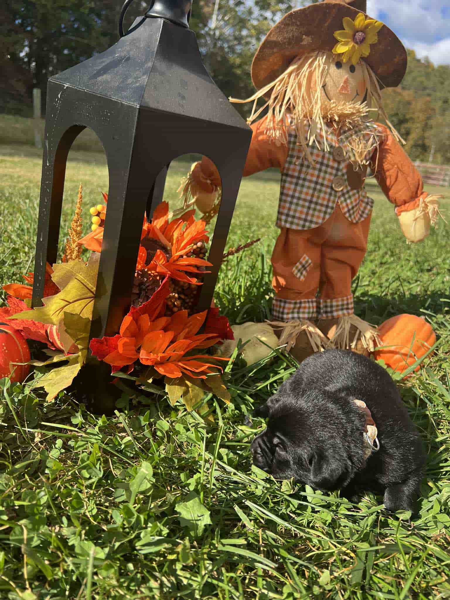 A purebred black Labrador Retriever puppy with a pink curtain and red rose flowers around him.