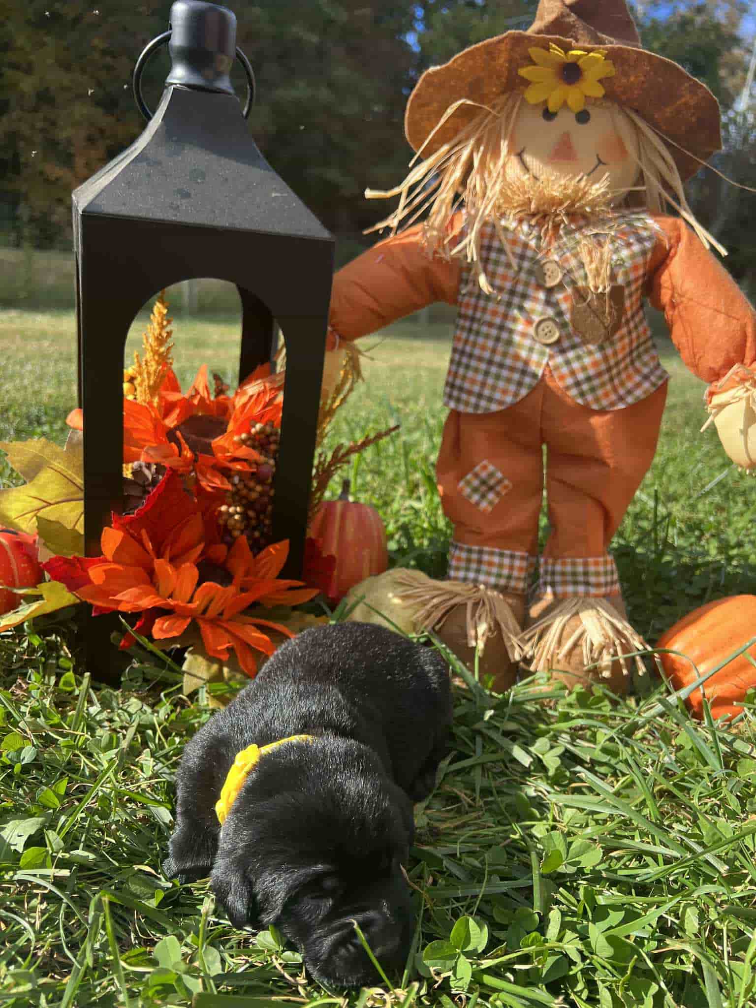 A purebred black Labrador Retriever puppy with a pink curtain and red rose flowers around him.