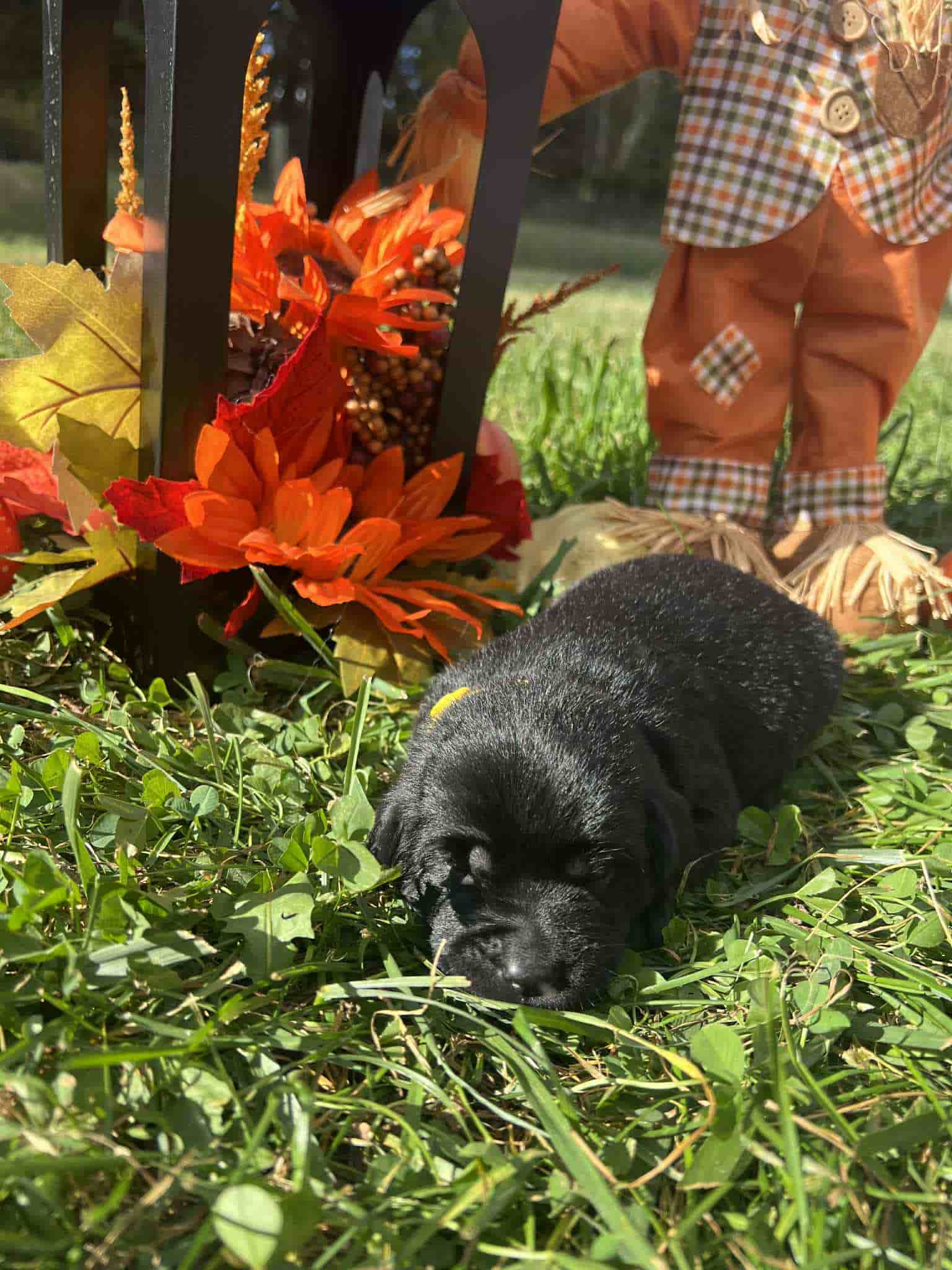 A purebred black Labrador Retriever puppy with a pink curtain and red rose flowers around him.