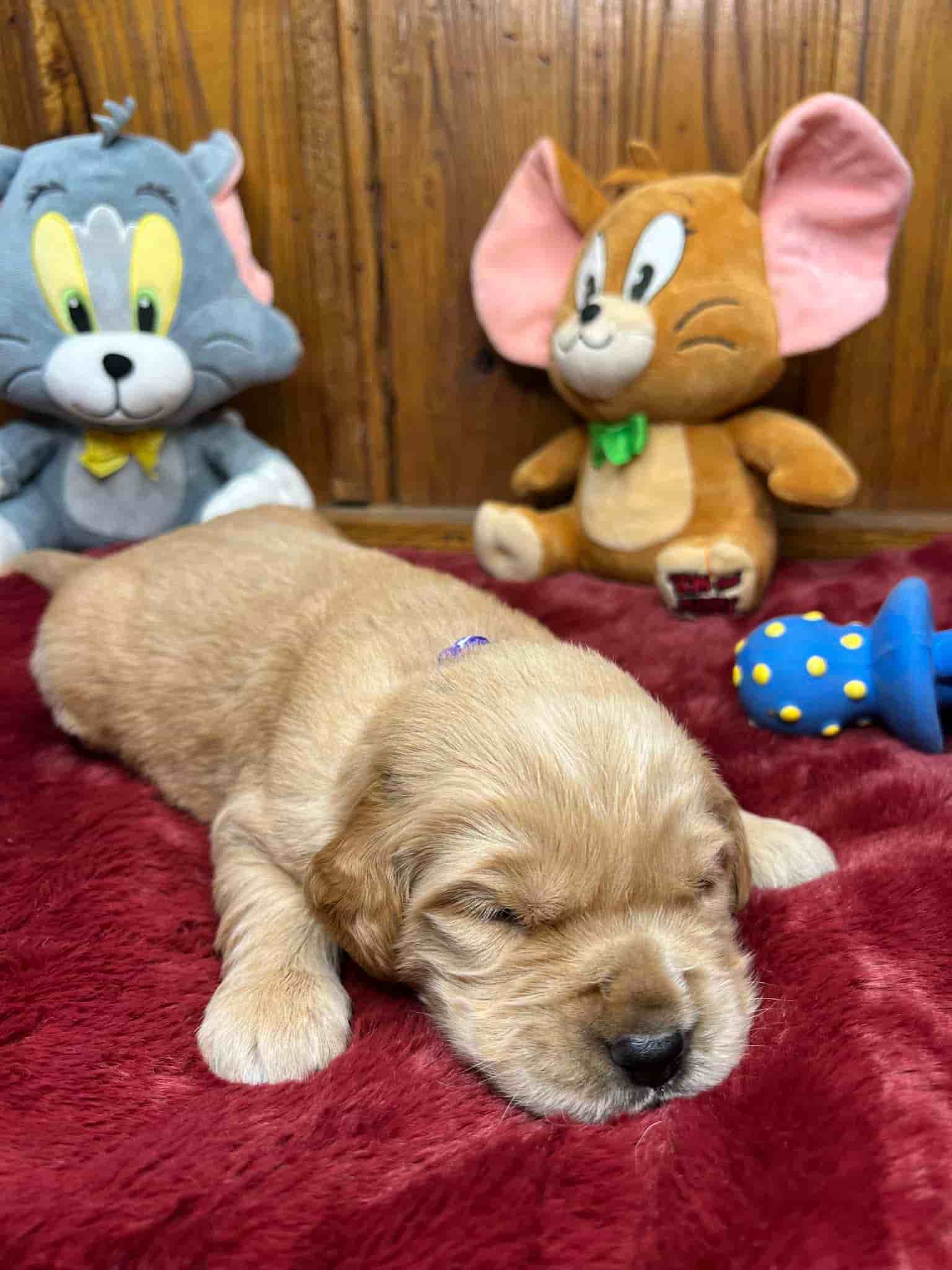 A purebred yellow Labrador Retriever puppy with a pink curtain and red rose flowers around him.
