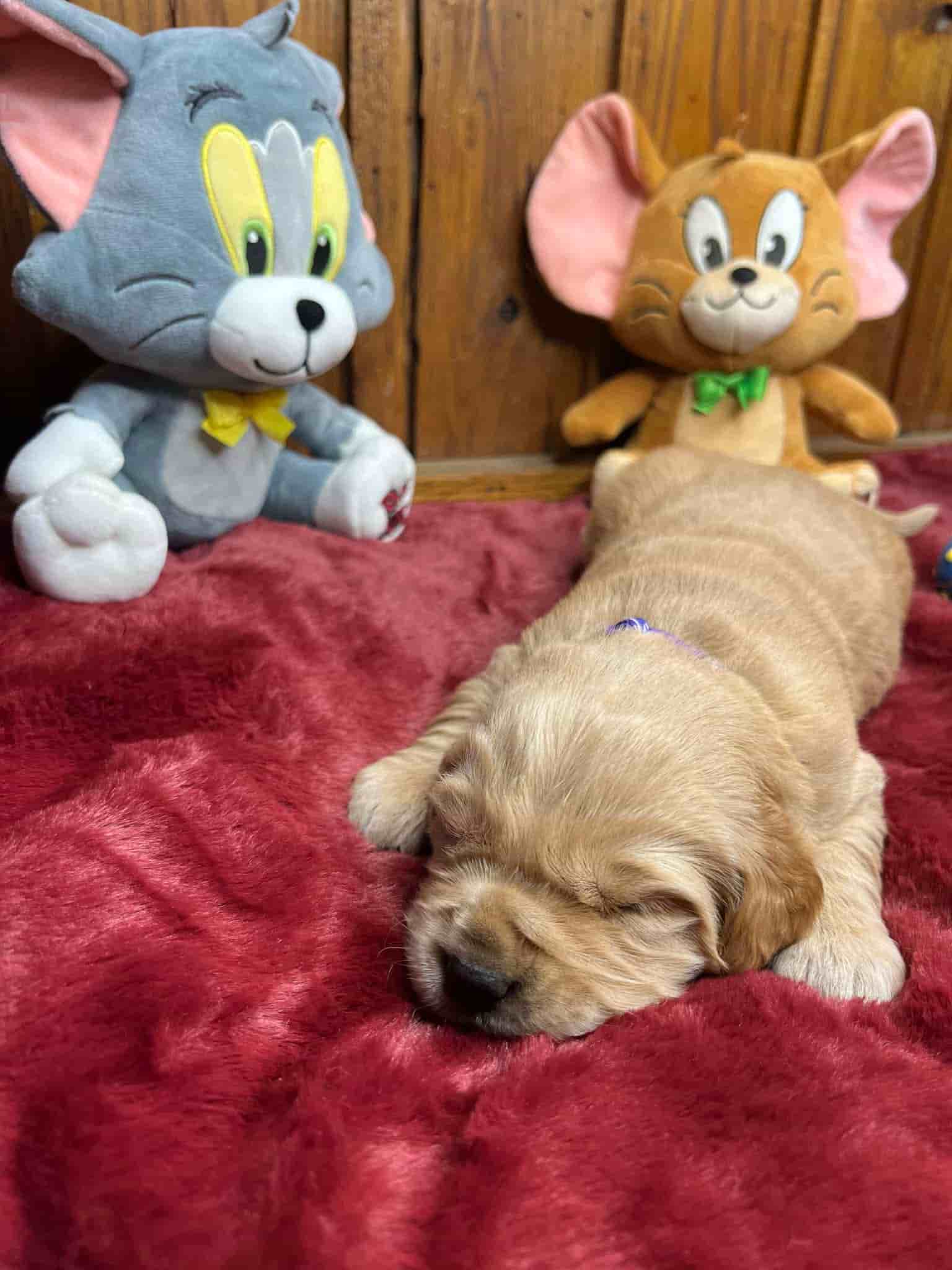 A purebred yellow Labrador Retriever puppy with a pink curtain and red rose flowers around him.
